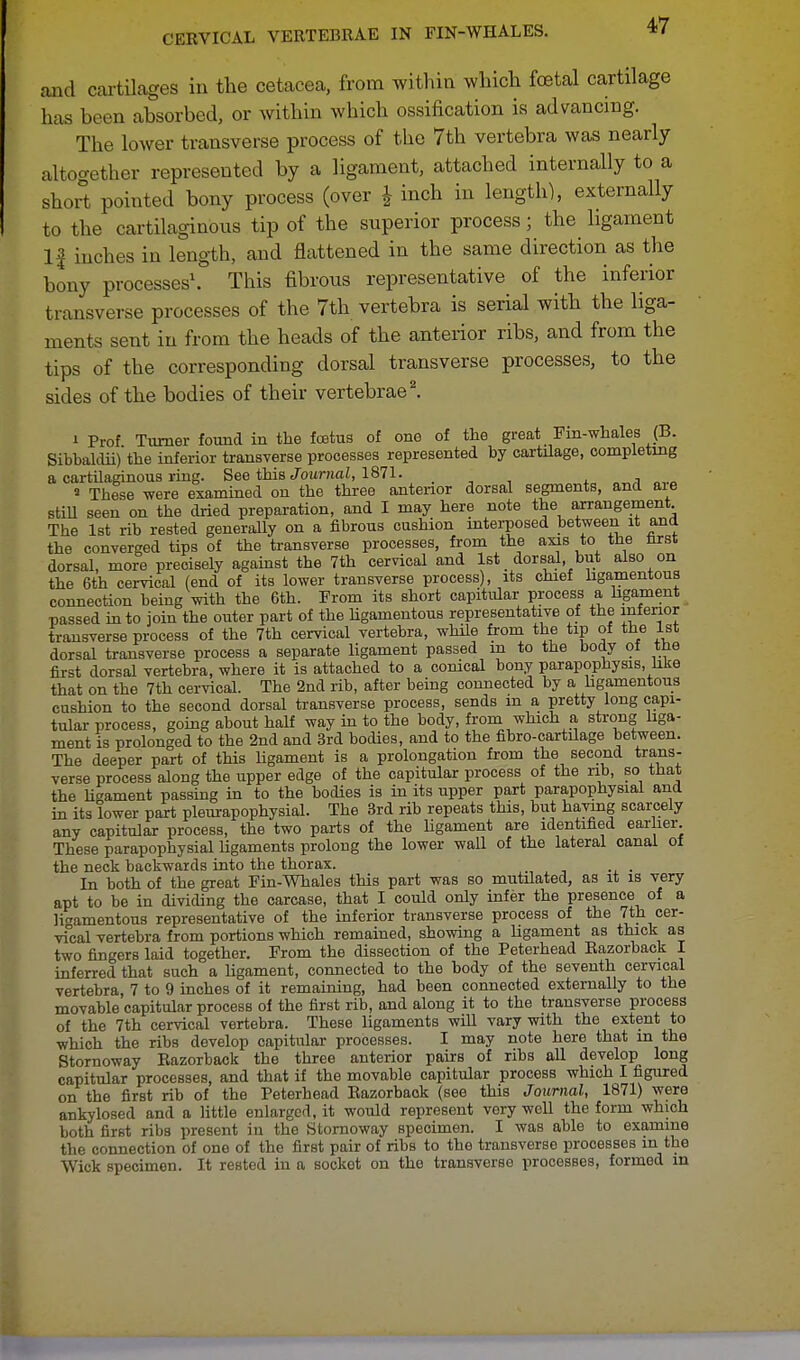 and cartilages in the cetacea, from within which foetal cartilage has been absorbed, or within which ossification is advancing. The lower transverse process of the 7th vertebra was nearly altogether represented by a ligament, attached internally to a short pointed bony process (over £ inch in length), externally to the cartilaginous tip of the superior process; the ligament If inches in length, and flattened in the same direction as the bony processes1. This fibrous representative of the inferior transverse processes of the 7th vertebra is serial with the liga- ments sent in from the heads of the anterior ribs, and from the tips of the corresponding dorsal transverse processes, to the sides of the bodies of their vertebrae2. i Prof Turner found in the foetus of one of the great Fin-whales (B. Sibbaldii) the inferior transverse processes represented by cartilage, completing a cartilaginous ring. See this Journal, 1871. » These were examined on the three anterior dorsal segments, and aie still seen on the dried preparation, and I may here note the arrangement The 1st rib rested generally on a fibrous cushion interposed between it and the converged tips of the transverse processes, from the axis to the iirst dorsal, more precisely against the 7th cervical and 1st dorsal, but also on the 6th cervical (end of its lower transverse process), its chief ligamentous connection being with the 6th. From its short capitular process a ligament passed into join the outer part of the ligamentous representative of the inferior transverse process of the 7th cervical vertebra, while from the tip of the 1st dorsal transverse process a separate ligament passed in to the body ol the first dorsal vertebra, where it is attached to a conical bony parapophysis, like that on the 7th cervical. The 2nd rib, after being connected by a ligamentous cushion to the second dorsal transverse process, sends m a pretty long capi- tular process, going about half way in to the body, from which a strong liga- ment is prolonged to the 2nd and 3rd bodies, and to the fibro-cartilage between. The deeper part of this ligament is a prolongation from the second trans- verse process along the upper edge of the capitular process of the rib, so that the ligament passing in to the bodies is in its upper part parapophysial and in its lower part pleurapophysial. The 3rd rib repeats this, but haying scarcely any capitular process, the two parts of the ligament are identified earlier. These parapophysial ligaments prolong the lower wall of the lateral canal of the neck backwards into the thorax. _ In both of the great Fin-Whales this part was so mutilated, as it is very apt to be in dividing the carcase, that I could only infer the presence of a ligamentous representative of the inferior transverse process of the 7th cer- vical vertebra from portions which remained, showing a ligament as thick as two fingers laid together. From the dissection of the Peterhead Razorback I inferred that such a ligament, connected to the body of the seventh cervical vertebra, 7 to 9 inches of it remaining, had been connected externally to the movable capitular process of the first rib, and along it to the transverse process of the 7th cervical vertebra. These ligaments will vary with the extent to which the ribs develop capitular processes. I may note here that m the Stornoway Razorback the three anterior pairs of ribs all develop long capitular processes, and that if the movable capitular process which I figured on the first rib of the Peterhead Razorback (see this Journal, 1871) were ankylosed and a little enlarged, it would represent very well the form which both first ribs present in the Stornoway speoimen. I was able to examine the connection of one of the first pair of ribs to the transverse processes in the Wick specimen. It rested in a socket on the transverse processes, formed in