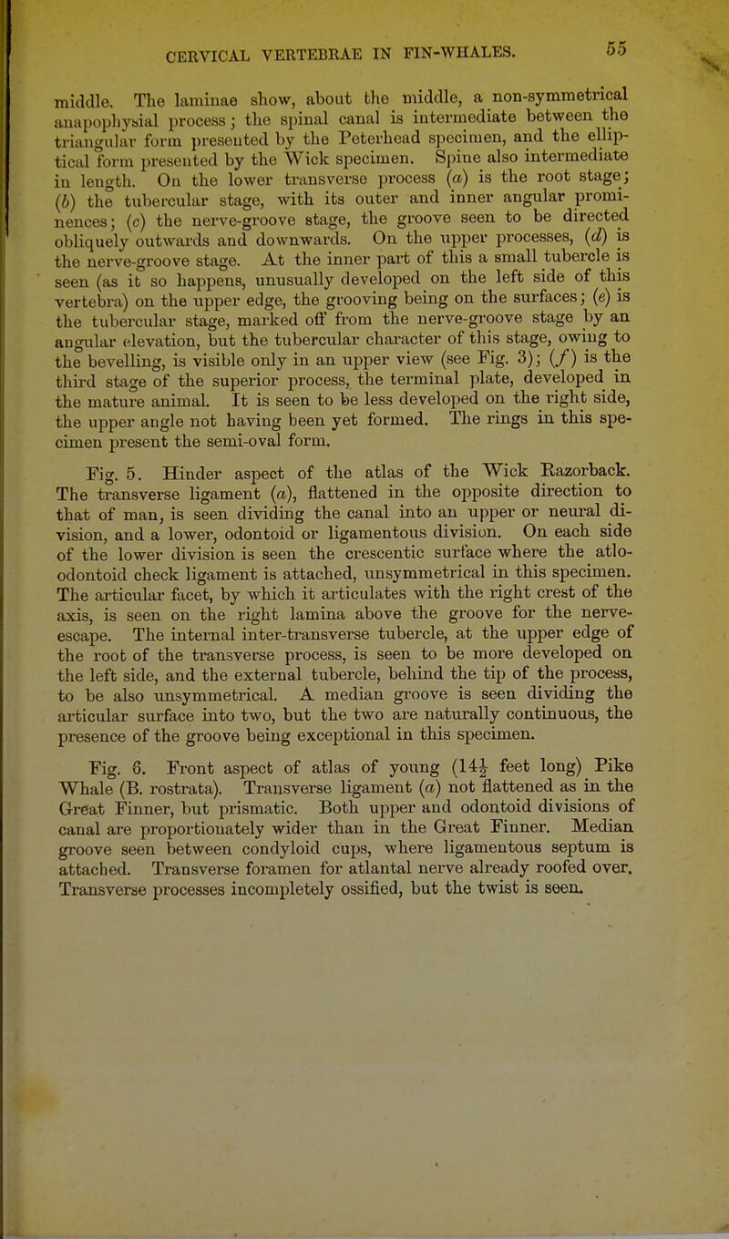 middle. The laminae show, about the middle, a non-symmetrical anapophyaial process; the spinal canal is intermediate between the triangular form presented by the Peterhead specimen, and the ellip- tical form presented by the Wick specimen. Spine also intermediate in length. On the lower transverse process (a) is the root stage; (6) the tubercular stage, with its outer and inner angular promi- nences; (c) the nerve-groove stage, the groove seen to be directed obliquely outwards and downwards. On the upper processes, (d) is the nerve-groove stage. At the inner part of this a small tubercle is seen (as it so happens, unusually developed on the left side of this vertebra) on the upper edge, the grooving being on the surfaces; (e) is the tubercular stage, marked off from the nerve-groove stage by an angular elevation, but the tubercular character of this stage, owing to the bevelling, is visible only in an upper view (see Fig. 3); (/) is the third stage of the superior process, the terminal plate, developed in the mature animal. It is seen to be less developed on the right side, the upper angle not having been yet formed. The rings in this spe- cimen present the semi-oval form. Fig. 5. Hinder aspect of the atlas of the Wick Razorback. The transverse ligament (a), flattened in the opposite direction to that of man, is seen dividing the canal into an upper or neural di- vision, and a lower, odontoid or ligamentous division. On each side of the lower division is seen the crescentic surface where the atlo- odontoid check ligament is attached, unsymmetrical in this specimen. The articular facet, by which it articulates with the right crest of the axis, is seen on the right lamina above the groove for the nerve- escape. The internal inter-transverse tubercle, at the upper edge of the root of the transverse process, is seen to be more developed on the left side, and the external tubercle, behind the tip of the process, to be also unsymmetrical. A median groove is seen dividing the articular surface into two, but the two are naturally continuous, the presence of the groove being exceptional in this specimen. Fig. 8. Front aspect of atlas of young (14| feet long) Pike Whale (B. rostrata). Transverse ligament (a) not flattened as in the Great Finner, but prismatic. Both upper and odontoid divisions of canal are proportionately wider than in the Great Finner. Median groove seen between condyloid cups, where ligamentous septum is attached. Transverse foramen for atlantal nerve already roofed over. Transverse processes incompletely ossified, but the twist is seen.