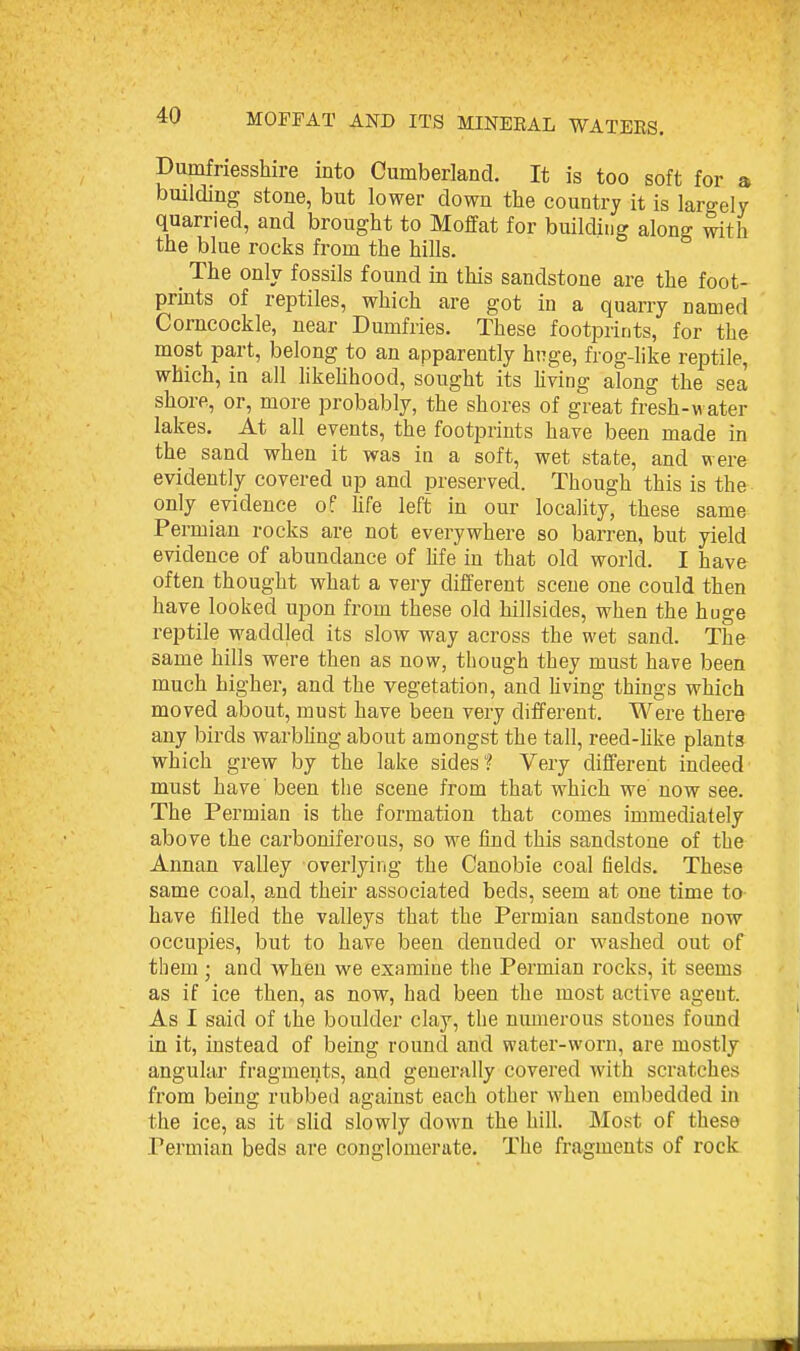 Dumfriesshire into Cumberland. It is too soft for a building stone, but lower down the country it is largely quarried, and brought to Moffat for building along with the blue rocks from the hills. The only fossils found m this sandstone are the foot- prints of reptiles, which are got in a quarry named Corncockle, near Dumfries. These footprints, for the most part, belong to an apparently huge, frog-hke reptile, which, in all hkeUhood, sought its living along the sea shore, or, more probably, the shores of great fresh-water lakes. At all events, the footprints have been made in the sand when it was in a soft, wet state, and were evidently covered up and preserved. Though this is the only evidence o? Ufe left in our locality, these same Permian rocks are not everywhere so barren, but yield evidence of abundance of Ufe in that old world. I have often thought what a very different scene one could then have looked upon from these old hillsides, when the huge reptile waddled its slow way across the wet sand. The same hills were then as now, though they must have been much higher, and the vegetation, and hving things which moved about, must have been very different. Were there any birds warbling about amongst the tall, reed-Hke plants which grew by the lake sides? Very different indeed must have been the scene from that which we now see. The Permian is the formation that comes immediately above the carboniferous, so we find this sandstone of the Annan valley overlying the Canobie coal fields. These same coal, and their associated beds, seem at one time to have filled the valleys that the Permian sandstone now occupies, but to have been denuded or washed out of them ; and when we examine the Permian rocks, it seems as if ice then, as now, had been the most active agent. As I said of the boulder clay, the numerous stones found in it, instead of being round and water-worn, are mostly angular fragments, and generally covered with scratches from being rubbed against each other when embedded in the ice, as it sHd slowly down the hill. Most of these Permian beds are conglomerate. The fragments of rock