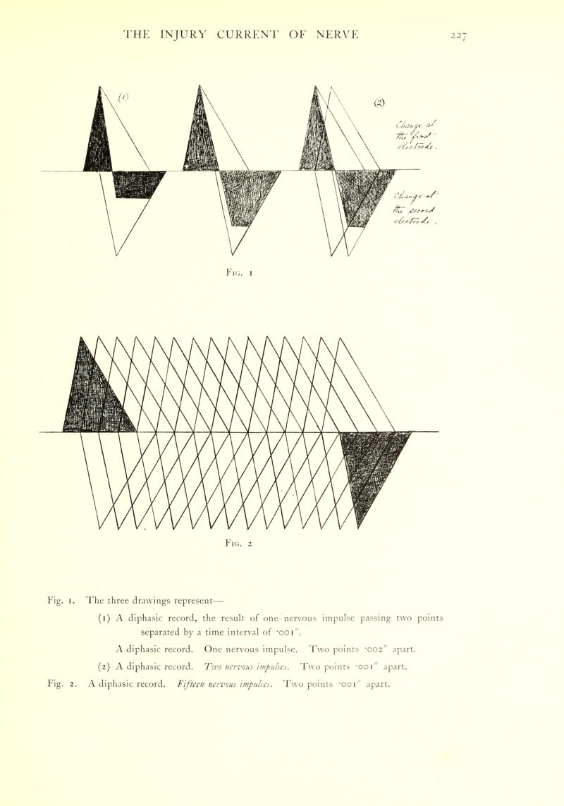 Fig. 2 Fig. 1. The three drawings represent— (1) A diphasic record, the result of one- nervous impulse passing two points separated by a time interval of •001. A diphasic record. One nervous impulse. Two points -002 apart. (2) A diphasic record. Two nervous impulses. Two points •001 apart. Fig. 2. A diphasic record. Fifteen nervous impulses. Two points •001 apart.