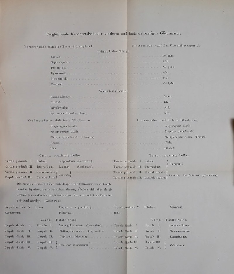 Vergleichende Knochentabelle der vorderen und hinteren paarigen Gliedmassen. Vorderer oder cranialer ExtremitätengUrrel. Primordialer Gürtel. Scapula Suprascapulare. Procoracoid.' . , Hinterer oder caudaler Extremitäte ng-Urtel. Os ilium. fehlt. Os pubis. Epicoracoid. , fehlt. Mesocoracoid. Coracoid Secundärer Gürtel. Supraclaviciilaria Clavicula. ... - Infraclaviculare Episternum (Interclaviculare). , Vordere oder craniale freie Gliedmasse. Propterygium basale. Mesopterygium basale. ]\'Ielapterygium basale. (Humerus). Radius. Ulna fehlt. Os ischii. fehlen, fehlt. . fehlt, fehlt. Hintere oder caudale freie Gliedmasse. ... Propterygium basale. Mesopterygium basale. Metapterygium basale. (Femur). Tibia. Fibula. 1 Carpale pro.ximale I. Carpale proximale III. Carpale proximale II. Carpale proximale IUI. Carpus. proximale Reihe. Radiale. Scaphoideum. (Naviculare). Intermedium. Lunatum. (SemiUmare). Centrale radiale. Centrale ulnare. Centrale. Tarsus. Tarsale pro.ximale I. Tibiale. Tarsale proximale III. Intermedium. Tarsale proximale II. Centrale tibiale Tarsale pi|Oximale IUI. Centrale fibulan proximae Reihe. ! Astragalus. Centrale. Scaphoideum. (Navicula Die carpalen Centralia finden sich doppelt bei Ichthyosaurus und Crypto- branchus iaponicus, sie verschmelzen alsdann, erhallen sich aber als ein Centrale bis zu den Primaten hinauf und werden auch noch beim Menschen embryonal angelegt. (Gegeniiauk.) Carpale proximale V. Accessorium. Carpale distale 1. Carpale distale II. Carpale distale III. Carpale distale IUI. Carpale distale V. Ulnare. Carpus. Carpale I. Carpale II. Carpale III, Carpale IUI. Carpale; V. Trique trum. (Pyramidale). Pisiforme. Tarsale proximale V. fehlt. distale Reihe. j Multangulum maius. (Trapezium). Tarsalc distale I. Multangulum minus. (Trapezoides). , . Tarsale distale II. Capitatum. (Magnum) Tarsale d stale III. Hamatum. (Uncinatum). Tarsale distale IUI. Tarsale distale V. Fibulare. Tarsus. Tarsale I. Tarsale II. Tarsale III. Tarsale IUI. Tarsale V. Calcaneus. distale Reihe. Endocuneiforme. Mesocuneiforme. Ectoneiforme. Cuboideum.