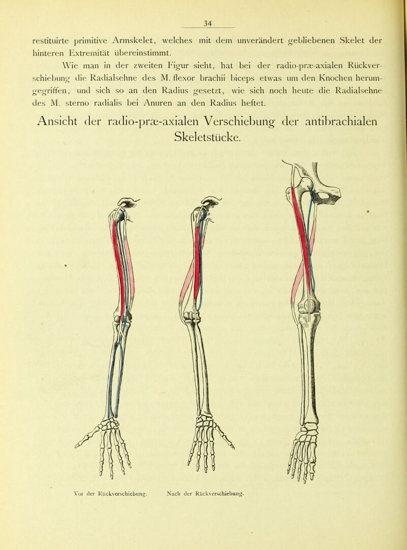 restituirte primitive Armskelet, welches mit dem unverändert gebliebenen Skelet der hinteren Extremität übereinstimmt. Wie man in der zweiten Figur sieht, hat bei der radio-prae-axialen Rückver- schiebung die Radialsehne des M. flexor brachii biceps etwas um den Knochen herum- gegriffen, und sich so an den Radius gesetzt, wie sich noch heute die Radialsehne des M. sterno radialis bei Anuren an den Radius heftet. Ansicht der raclio-prae-axialen V^erschiebung der antibrachialen Skeletstücke. Vor der Rückverschiebung. Nach der Riickverschiebung.