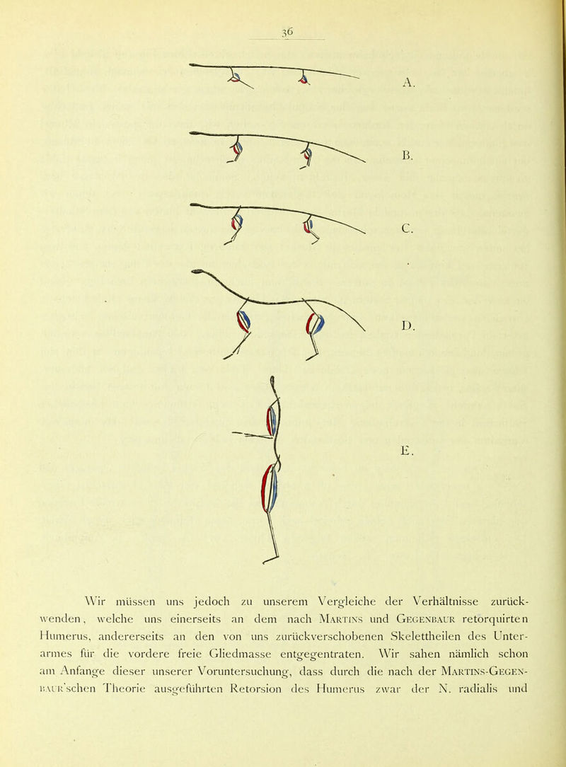 Wir müssen uns jedoch zu unserem Vergleiche der V^erhältnisse zurück- wenden, welche uns einerseits an dem nach Martins und Gegenbaur retorquirten Humerus, andererseits an den von uns zurückverschobenen Skelettheilen des Unter- armes für die vordere freie Gliedmasse entgegentraten. Wir sahen nämlich schon am Anfange dieser unserer Voruntersuchung, dass durch die nach der Martins-Gegen- i'.AiR'schen Theorie aussfeführten Retorsion des Humerus zwar der N. radialis und