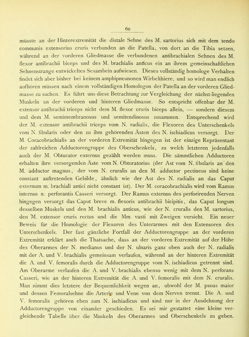 müsste an der Hinterextremität die distale Sehne des M. sartorius sich mit dem tendo communis extensorius cruris verbunden an die Patella, von dort an die Tibia setzen, während an der vorderen Gliedmasse die verbundenen antibrachialen Sehnen des M. flexor antibrachii biceps und des M. brachialis anticus ein an ihrem gemeinschaftlichen Sehnenstrange entwickeltes Sesambein aufwiesen. Dieses vollständig homologe Verhalten findet sich aber bisher bei keinem amphipneunonen Wirbelthiere, und so wird man endlich aufhören müssen nach einem vollständigen Homologon der Patella an der vorderen Glied- masse zu suchen. Es führt uns diese Betrachtung zur Vergleichung der nächst-liegenden Muskeln an der vorderen und hinteren Gliedmasse. So entspricht offenbar der M. extensor antibrachii triceps nicht dem M. flexor cruris biceps allein, — sondern diesem und dem M. semimembranosus und semitendinosus zusammen. Entsprechend wird der M. extensor antibrachii triceps vom N. radialis, die Flexoren des Unterschenkels vom N. fibularis oder den zu ihm gehörenden Ästen des N. ischiadicus versorgt. Der M. Coracobrachialis an der vorderen Extremität hingegen ist der einzige Repräsentant der zahlreichen Adductorengruppe des Oberschenkels, zu welch letzteren jedenfalls auch der M. Obturator externus gezählt werden muss. Die sämmtlichen Adductoren erhalten ihre versorgenden Aste vom N. Obturatorius (der Ast vom N. fibularis an den M. adductor magnus, der vom N. cruralis an den M. adductor pectineus sind keine constant auftretenden Gebilde, ähnlich wie der Ast des N. radialis an das Caput externum m. brachiali antici nicht constant ist). Der M. coracobrachialis wird vom Ramus internus n. perforantis Casseri versorgt. Der Ramus externus des perforirenden Nerven hingegen versorgt das Caput breve m. flexoris antibrachii bicipitis, das Caput longum desselben Muskels und den M. brachialis anticus, wie der N. cruralis den M. sartorius, den M. extensor cruris rectus und die Mm. vasti mit Zweigen versieht. Ein neuer Beweis für die Homologie der Flexoren des Unterarmes mit den Extensoren des Unterschenkels. Der fast gänzliche Fortfall der Adductorengruppe an der vorderen Extremität erklärt auch die Thatsache, dass an der vorderen Extremität auf der Höhe des Oberarmes der N. medianus und der N. ulnaris ganz oben auch der N. radialis mit der A. und V. brachialis gemeinsam verlaufen, während an der hinteren Extremität die A. und V. femoralis durch die Adductorengruppe vom N. ischiadicus getrennt sind. Am Oberarme verlaufen die A. und V. brachialis ebenso wenig mit dem N. perforans Casseri, wie an der hinteren Extremität die A. und V. femoralis mit dem N. cruralis. Man nimmt dies letztere der Bequemlichkeit wegen an, obwohl der M. psoas maior und dessen Femoralsehne die Arteriß und Vene von dem Nerven trennt. Die A. und V. femoralis gehören eben zum N. ischiadicus und sind nur in der Ausdehnung der Adductorengruppe von einander geschieden. Es sei mir gestattet eine kleine ver- gleichende Tabelle über die Muskeln des Oberarmes und Oberschenkels zu geben.