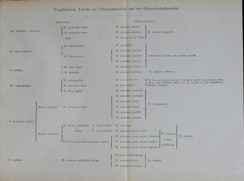 Nn. thoracici ;interiores. N. suprascapularis. N. axillaris. Nil. subscapulares. N. perforaiis Casseri. Ramus internus Ramus exte raus Oberarm. M. pectoralis niaior M. pectoralis minor fehlt. M. supraspinatus M. infraspinatus M. teres mmor , M. deltoides . 'm. subscapularis M. latissinnis dorsi M. teres niaior . - M. coracobraciiiali; M. fle.xor antibrachii biceps Caput breve Caputlongum M. fle.xor antibrachii brachialis anticus Oberschenkel. M. glutaeus medius 1 M glutaeus minimus > N. glutaeus superior. M. tensor fasciae latae j M. pyritorniis M. gemellus superior M. obturator internus M. gemellus inferior M. quadratus femoris lutaeus maximus M. iliacus internus M. psoas maior M. obturator externus M. adductor pectineus M. adductor brevis M. adductor longus M. adductor gracitis M. adductor magnus unbenannte Nerven des plexus sacralis. N. sflutaeus inferior. Nil. iliaci und psoatici des plexus kimbaüs, welche zum grössten Theile direct, zum kleineren durch den N. crurnlis zu den betreffenden Muskeln verlaufen. N. obturatorius. M. sartorius M. extensor cruris rectus M. extensor cruris vastus externus M. extensor cruris vastus medius M. extensor cruris vastus internus M. extensor cruris quadriceps N. cruralis. N. radialis. M. extensor antibrachii triceps M. flexor cruris biceps IVI. seniitendinosus ^ M. semimembranosus J \ N. fibularis.
