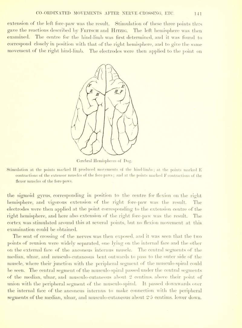 extension of the left fore-paw was the result. Stimulation of tliese three points thus gave the reactions described by Frttsoh and Hitzig. The left hemisphere was then examined. The centre for the liinddimlj was first determined, and it was found to correspond closely in position with tliat of tlie right hemis])]iere, and to give the same movement of the right hinddimlj. Tlie electrodes were then applied to the point on Cere1)ral Hemisplieies of Dog. Stinmlation at the points marked 11 produced movements of tlic liinddiml)s; at the points marked E contractions of the extensor muscles of the fore-paws; and at the points marked F contractions of the flexor muscles of the fore-paM-s. the sigmoid gyrus, corresponding in position to the centre for flexion on the right hemis|)here, and vigorous extension of tlie right fore-paw was tlie result. The electrodes were then applied at the point corresponding to the extension centre of tlie right hemisphere, and here also extension of the light fore-pa^v was the result. The cortex was stimulated around this at several points, l)ut no flexion movement at this examination could be oljtained. The seat of crossing of tlie nerves was then exposed, and it was seen that the two points of reunion were widely separated, one lying on the internal face and the other on the external face of the anconeus internus muscle. The central segments of the median, ulnar, and musculo-cutaneous Ijent outwards to pass to the outer side of the muscle, where their junction with the peripheral segment of the musculo-spiral could be seen. The central segment of tlie musculo-spiral ])assed under tlie central segments of the median, ulnar, and musculo-cutaneous about '2 centinis. above their ])oint of uni(>n with the peripheral segment of the musculo-s2)iral. It passed downwards over the internal face of the anconeus intei'nus to make connection with the pei'ijjheral segments of the median, ulnar, and musculo-cutaneous aboiit 2'5 centims. lower down.