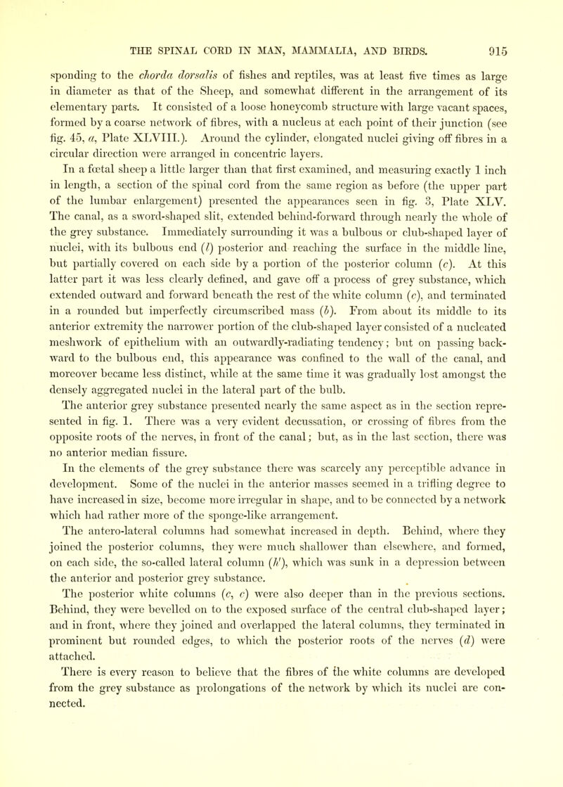 spending to the chorda dorscdis of fishes and reptiles, was at least five times as large in diameter as that of the Sheep, and somewhat difierent in the arrangement of its elementary parts. It consisted of a loose honeycomb structure with large vacant spaces, formed by a coarse network of fibres, with a nucleus at each point of their junction (see fig. 45, «, Plate XLVIII.}. Around the cylinder, elongated nuclei giving ofi fibres in a circular direction were arranged in concentric layers. In a fa^tal sheep a little larger than that first examined, and measuring exactly 1 inch in length, a section of the spinal cord from the same region as before (the upper part of the lumbar enlargement) presented the appearances seen in fig. 3, Plate XLV. The canal, as a sword-shaped slit, extended behind-forward through nearly the whole of the grey substance. Immediately surrounding it was a bulbous or club-shaped layer of nuclei, with its bulbous end (/) posterior and reaching the surface in the middle line, but partially covered on each side by a portion of the posterior column (c). At this latter part it was less clearly defined, and gave off a process of grey substance, which extended outward and forward beneath the rest of the white column (e), and terminated in a rounded but imperfectly circumscribed mass (5). From about its middle to its anterior extremity the narrower portion of the club-shaped layer consisted of a nucleated meshwork of epithelium with an outwardly-radiating tendency; but on passing back- ward to the bulbous end, this appearance was confined to the wall of the canal, and moreover became less distinct, while at the same time it was gradually lost amongst the densely aggregated nuclei in the lateral part of the bulb. The anterior grey substance presented nearly the same aspect as in the section repre- sented in fig. 1. There Avas a very evident decussation, or crossing of fibres from the opposite roots of the nerves, in front of the canal; but, as in the last section, there was no anterior median fissure. In the elements of the grey substance there was scarcely any perceptible advance in development. Some of the nuclei in the anterior masses seemed in a trifling degree to have increased in size, become more irregular in shape, and to be connected by a network which had rather more of the sponge-like arrangement. The antero-latcral columns had somewhat increased in depth. Behind, where they joined the posterior columns, they were much shallower than elsewhere, and formed, on each side, the so-called lateral column (A'}, which was sunk in a depression between the anterior and posterior grey substance. The posterior white columns (<?, c) were also deeper than in the previous sections. Behind, they were bevelled on to the exposed surface of the central club-shaped layer; and in front, where they joined and overlapped the lateral columns, they terminated in prominent but rounded edges, to which the posterior roots of the nerves {d) were attached. There is every reason to believe that the fibres of {he white columns are developed from the grey substance as prolongations of the network by which its nuclei are con- nected.