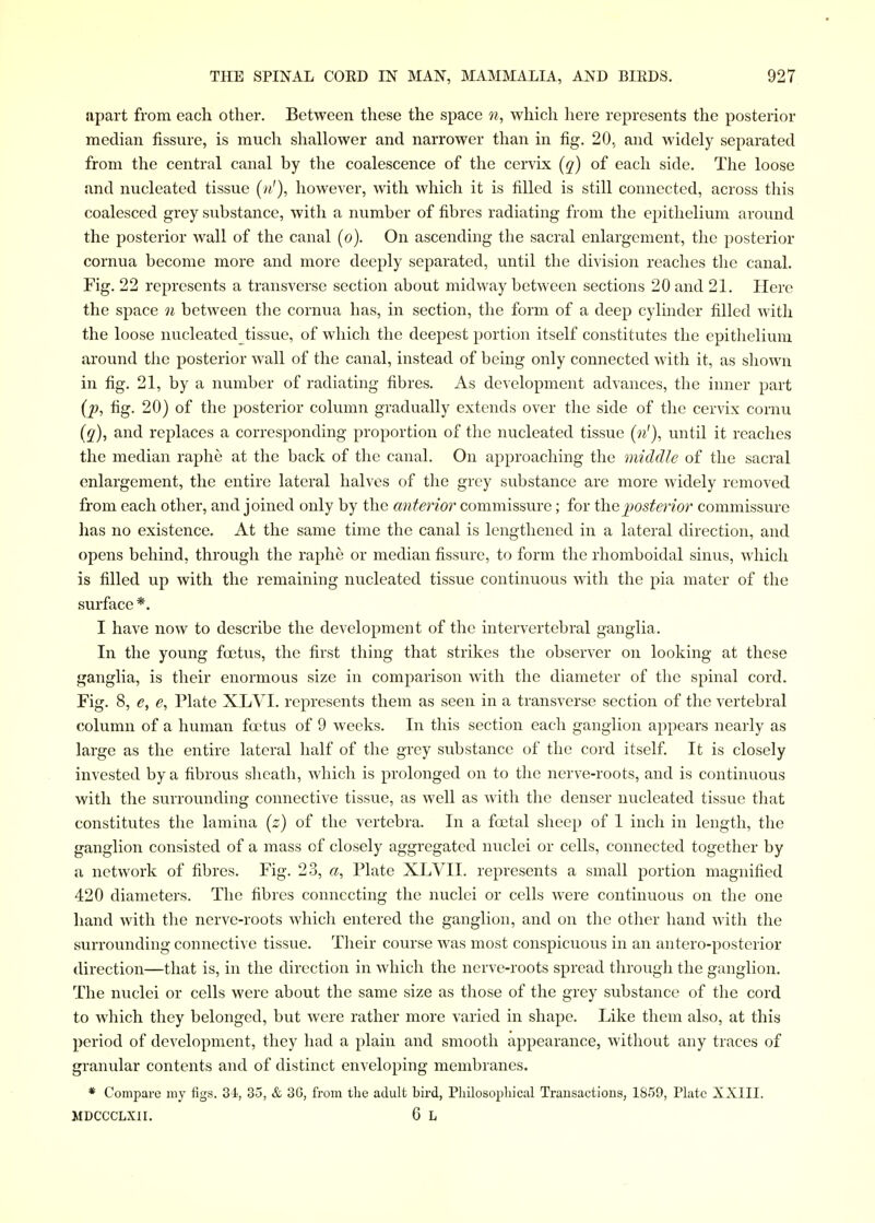 apart from each other. Between these the space n, which here represents the posterior median fissure, is much shallower and narrower than in fig. 20, and widely separated from the central canal by the coalescence of the cervix (q) of each side. The loose and nucleated tissue (n'), however, with which it is filled is still connected, across this coalesced grey substance, with a number of fibres radiating from the epithelium around the posterior wall of the canal (o). On ascending the sacral enlargement, the posterior cornua become more and more deeply separated, until the division reaches the canal. Fig. 22 represents a transverse section about midway between sections 20 and 21. Here the space oi between the cornua has, in section, the form of a deep cylinder filled with the loose nucleated tissue, of which tlie deepest portion itself constitutes the epithelium around the posterior wall of the canal, instead of being only connected with it, as shown in fig. 21, by a number of radiating fibres. As development advances, the inner part (p, fig. 20) of the posterior column gradually extends over the side of the cervix cornu (q), and replaces a corresponding proportion of the nucleated tissue (n'), until it reaches the median raphe at the back of the canal. On approaching the middle of the sacral enlargement, the entire lateral halves of the grey substance are more widely removed from each other, and joined only by the anterior commissure; for i\\e jiosterior commissure lias no existence. At the same time the canal is lengthened in a lateral direction, and opens behind, through the raphe or median fissure, to form the rhomboidal sinus, which is filled up with the remaining nucleated tissue continuous with the pia mater of the surface*. ' I have now to describe the development of the intervertebral ganglia. In the young foetus, the first thing that strikes the observer on looking at these ganglia, is their enormous size in comparison with the diameter of the spinal cord. Fig. 8, c, Plate XLVI. represents them as seen in a transverse section of the vertebral column of a human fa^tus of 9 weeks. In this section each ganglion appears nearly as large as the entire lateral half of the grey substance of the cord itself It is closely invested by a fibrous sheath, which is prolonged on to the nerve-roots, and is continuous with the surrounding connective tissue, as well as Avith the denser nucleated tissue that constitutes the lamina [z) of the vertebra. In a foetal sheep of 1 inch in length, the ganglion consisted of a mass of closely aggregated nuclei or cells, connected together by a network of fibres. Fig. 23, «, Plate XLVII. represents a small portion magnified 420 diameters. The fibres connecting the nuclei or cells were continuous on the one hand with the nerve-roots which entered the ganglion, and on the other hand with the surrounding connective tissue. Their course was most conspicuous in an antero-posterior direction—that is, in the direction in which the nerve-roots spread through the ganglion. The nuclei or cells were about the same size as those of the grey substance of the cord to which they belonged, but were rather more varied in shape. Like them also, at this period of development, they had a plain and smooth appearance, without any traces of granular contents and of distinct enveloping membranes. * Compare my figs. 34<, 35, & 36, from the adult bird, Pliilosopliical Transactions, 1859, Plate XXIII. MDCCCLXII. 6 L