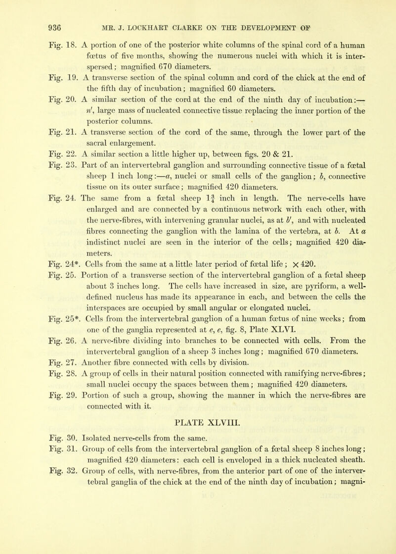 Fig. 18. A portion of one of the posterior white columns of the spinal cord of a human foetus of five months, showing the numerous nuclei with which it is inter- spersed ; magnified 670 diameters. Fig. 19. A transverse section of the spinal column and cord of the chick at the end of the fifth day of incubation; magnified 60 diameters. Fig. 20. A similar section of the cord at the end of the ninth day of incubation:— n', large mass of nucleated connective tissue replacing the inner portion of the posterior columns. Fig. 21. A transverse section of the cord of the same, through the lower part of the sacral enlargement. Fig. 22. A similar section a little higher up, between figs. 20 & 21. Fig. 23. Part of an intervertebral ganglion and surrounding connective tissue of a foetal sheep 1 inch long:—a, nuclei or small cells of the ganglion; h, connective tissue on its outer surface; magnified 420 diameters. Fig. 24. The same from a foetal sheep If inch in length. The nerve-cells have enlarged and are connected by a continuous network with each other, with the nerve-fibres, with intervening granular nuclei, as at 5', and with nucleated fibres connecting the ganglion with the lamina of the vertebra, at h. At a indistinct nuclei are seen in the interior of the cells; magnified 420 dia- meters. Fig. 24*. Cells from the same at a little later period of foetal life ; X 420. Fig. 25. Portion of a transverse section of the intervertebral ganglion of a foetal sheep about 3 inches long. The cells have increased in size, are pyriform, a well- defined nucleus has made its appearance in each, and between the cells the interspaces are occupied by small angular or elongated nuclei. Fig. 25*. Cells from the intervertebral ganglion of a human foetus of nine weeks; from one of the ganglia represented at e, e, fig. 8, Plate XLVI. Fig. 26. A nerve-fibre dividing into branches to be connected with cells. From the intervertebral ganglion of a sheep 3 inches long; magnified 670 diameters. Fig. 27. Another fibre connected with cells by division. Fig. 28. A group of cells in their natural position connected with ramifying nerve-fibres; small nuclei occupy the spaces between them; magnified 420 diameters. Fig. 29. Portion of such a group, showing the manner in which the nerve-fibres are connected with it. PLATE XLVIII. Fig. 30. Isolated nerve-cells from the same. Fig. 31. Group of cells from the intervertebral ganglion of a foetal sheep 8 inches long; magnified 420 diameters: each cell is enveloped in a thick nucleated sheath. Fig. 32. Group of cells, with nerve-fibres, from the anterior part of one of the interver- tebral ganglia of the chick at the end of the ninth day of incubation; magni-