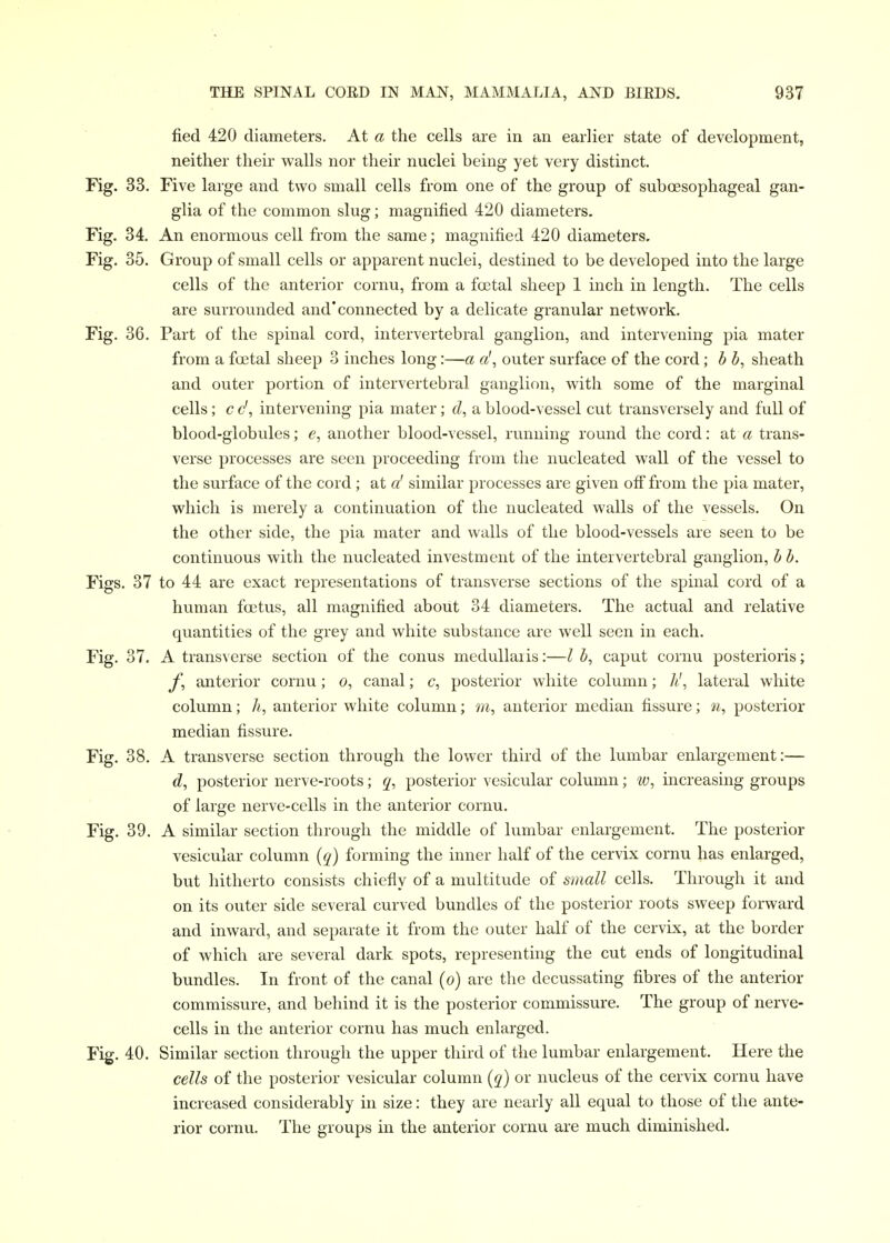 fied 420 diameters. At a the cells are in an earlier state of development, neither their walls nor their nuclei being yet very distinct. Fig. 33. Five large and two small cells from one of the group of sub oesophageal gan- glia of the common slug; magnified 420 diameters. Fig. 34. An enormous cell from the same; magnified 420 diameters. Fig. 35. Group of small cells or apparent nuclei, destined to be developed into the large cells of the anterior cornu, from a foetal sheep 1 inch in length. The cells are surrounded and* connected by a delicate granular network. Fig. 36. Part of the spinal cord, intervertebral ganglion, and intervening pia mater from a foetal sheep 3 inches long:—a outer surface of the cord; h h, sheath and outer portion of intervertebral ganglion, with some of the marginal cells; c c', intervening pia mater; a blood-vessel cut transversely and full of blood-globules; e, another blood-vessel, running round the cord: at a trans- verse processes are seen proceeding from the nucleated wall of the vessel to the surface of the cord; at a' similar processes are given ofi from the pia mater, which is merely a continuation of the nucleated walls of the vessels. On the other side, the pia mater and walls of the blood-vessels are seen to be continuous with the nucleated investment of the intervertebral ganglion, h h. Figs. 37 to 44 are exact representations of transverse sections of the spinal cord of a human foetus, all magnified about 34 diameters. The actual and relative quantities of the grey and white substance are well seen in each. Fig. 37. A transverse section of the conus medullaiis:—I b, caput cornu posterioris; y, anterior cornu; o, canal; c, posterior white column; h', lateral white column; h, anterior white column; m, anterior median fissure; n, posterior median fissure. Fig. 38. A transverse section through the lower third of the lumbar enlargement:— d, posterior nerve-roots; q, posterior vesicular column; w, increasing groups of large nerve-cells in the anterior cornu. Fig. 39. A similar section through the middle of lumbar enlargement. The posterior vesicular column (q) forming the inner half of the cervix cornu has enlarged, but hitherto consists chiefly of a multitude of small cells. Through it and on its outer side several curved bundles of the posterior roots sweep forward and inward, and separate it from the outer half of the cervLx, at the border of which are several dark spots, representing the cut ends of longitudinal bundles. In front of the canal (o) are the decussating fibres of the anterior commissure, and behind it is the posterior commissure. The group of nerve- cells in the anterior cornu has much enlarged. Fig. 40. Similar section through the upper third of the lumbar enlargement. Here the cells of the posterior vesicular column (q) or nucleus of the cervix cornu have increased considerably in size: they are nearly all equal to those of the ante- rior cornu. The groups in the anterior cornu are much diminished.