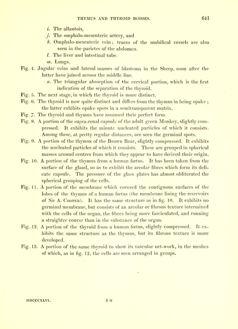 i. The allantois, j. The omphalo-mesenteric artery, and k. Omphalo-mesenteric vein ; traces of the umbilical vessels are also seen in the parietes of tlie abdomen. /. The liver and intestinal tube. 7)1. Lungs. Fig. 4. Jugular veins and lateral masses of blastema in the Sheep, soon after the latter have joined across the middle line. a. The triangular absorption of the cervical portion, which is the first indication of the separation of the thyroid. Fig. 5. The next stage, in which the thyroid is more distinct. Fig. 6. The thyroid is now quite distinct and differs from the thymus in being opake ; the latter exhibits opake spots in a semitransparent matrix. Fig. 7- The thyroid and thymus have assumed their perfect form. Fig. 8. A portion of the supra-renal capsule of the adult green Monkey, slightly com- pressed. It exhibits the minute nucleated particles of which it consists. Among these, at pretty regular distances, are seen the germinal spots. Fig. 9. A portion of the thymus of the Brown Bear, slightly compressed. It exhibits the nucleated particles of which it consists. These are grouped in spherical masses around centres from which they appear to have derived their origin. Fig. 10. A portion of the thymus from a human foetus. It has been taken from the surface of the gland, so as to exiiibit the areolar fibres which form its deli- cate capsule. The pressure of the glass plates has almost obliterated the spherical grouping of the cells. Fig. 11. A portion of the membrane which covered the contiguous surfaces of the lobes of the thymus of a human foetus (the membrane lining the reservoirs of Sir A. Cooper). It has the same structure as in fig. 10. It exhibits no germinal membrane, but consists of an areolar or fibrous texture intermixed with the cells of the organ, the fibres being more fasciculated, and running a straighter course than in the substance of the organ. Fig. 12. A portion of the thyroid from a human foetus, slightly compressed. It ex- hibits the same structure as the thymus, but its fibrous texture is more developed. Fig. 13. A portion of the same thyroid to show its vascular net-work, in the meshes of which, as in fig. 12, the cells are seen arranged in groups. MDCCCXLVI. 4 O