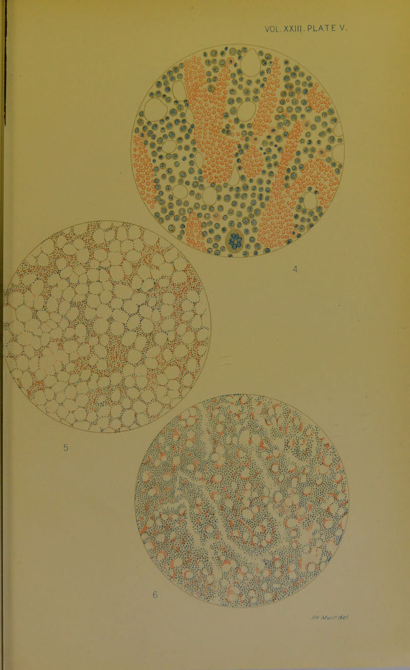 VOL.XXIII. PLATE V. Ft* « i > jm K./^rm* »S ^fetors I 0 • 8 • 0) * .3 © 1