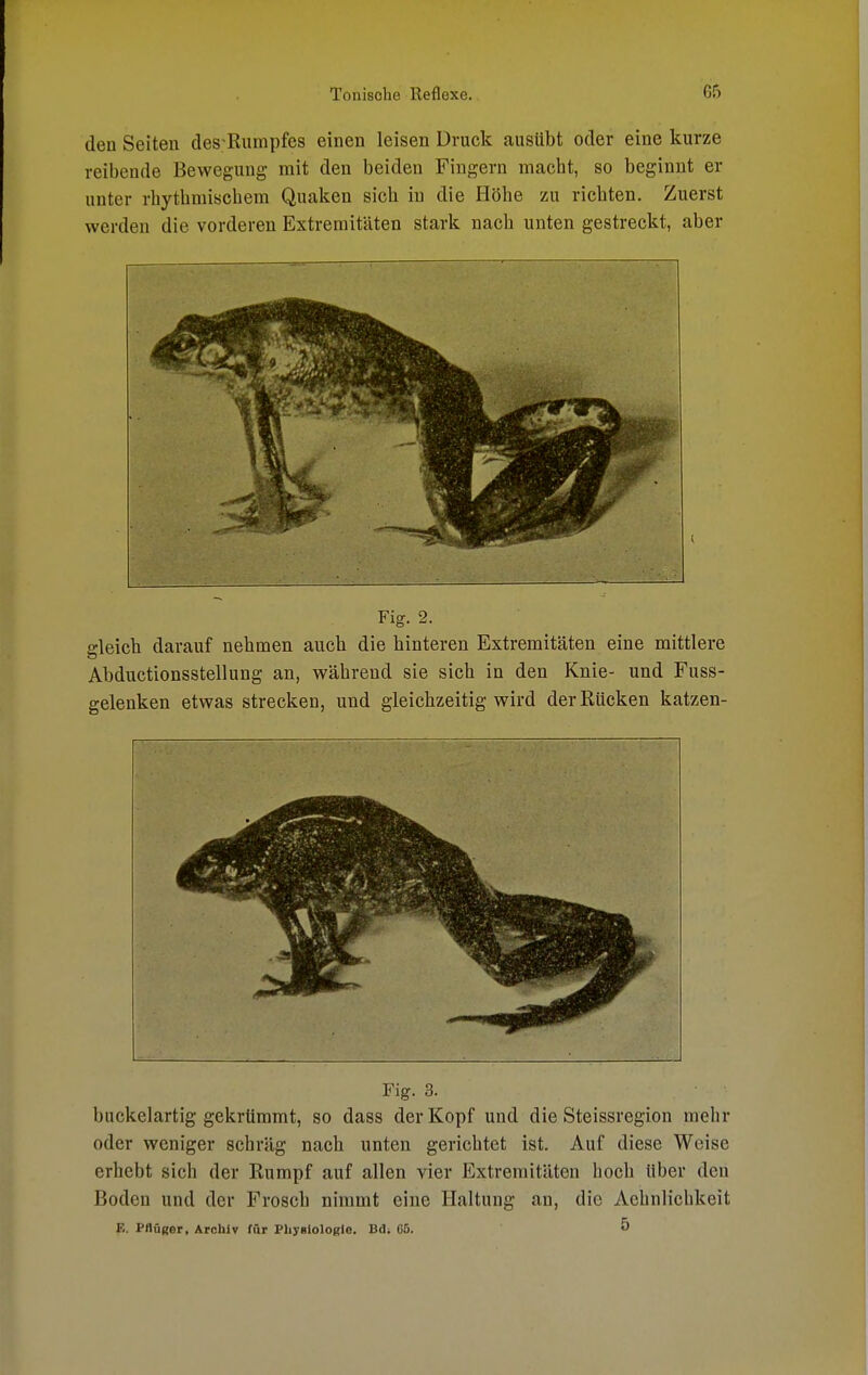 den Seiten des.-Rumpfcs einen leisen Druck ausübt oder eine kurze reibende Bewegung mit den beiden Fingern macht, so beginnt er unter rhythmischem Quaken sich in die Höhe zu richten. Zuerst werden die vorderen Extremitäten stark nach unten gestreckt, aber Fig. 2. bleich darauf nehmen auch die hinteren Extremitäten eine mittlere Abductionsstellung an, während sie sich in den Knie- und Fuss- gelenken etwas strecken, und gleichzeitig wird der Rücken katzen- Fig. 3. buckelartig gekrümmt, so dass der Kopf und die Steissregion mehr oder weniger schräg nach unten gerichtet ist. Auf diese Weise erhebt sich der Rumpf auf allen vier Extremitäten hoch Uber den Boden und der Frosch nimmt eine Haltung an, die Aehnlichkeit