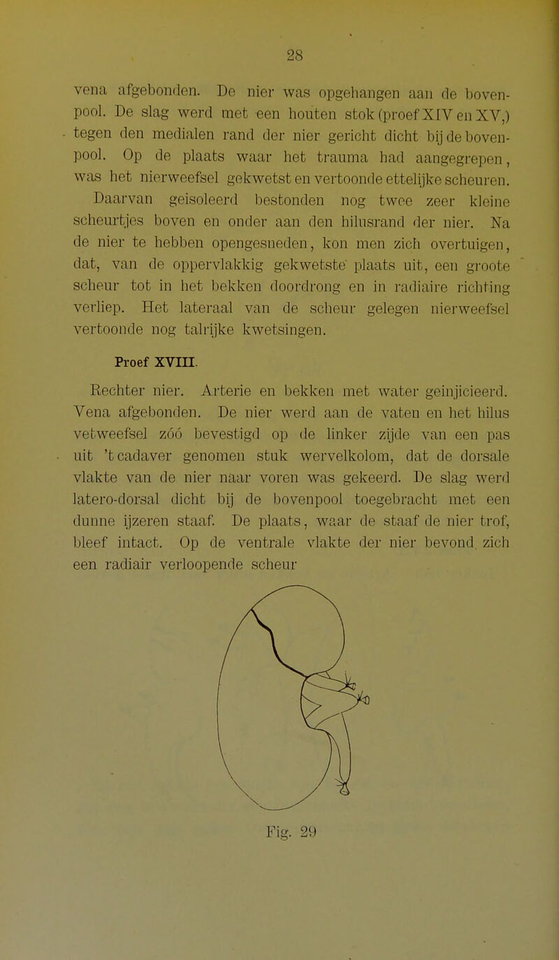 vena afgebomJen. De nier was opgehangen aan de boven- pool. De slag werd met een houten stok(proefXIVenXV,) tegen den medialen rand der nier gericiit dicht bijdeboven- pool. Op de plaats waar het trauma had aangegrepen, was het nierweefsel gekwetsten vertoonde ettelijke scheuren. Daarvan geïsoleerd bestonden nog twee zeer kleine scheurtjes boven en onder aan den hilusrand der nier. Na de nier te hebben opengesneden, kon men zich overtuigen, dat, van de oppervlakkig gekwetste' plaats uit, een groote scheur tot in het bekken doordrong en in radiaire richting verliep. Het lateraal van de scheur gelegen nierweefsel vertoonde nog talrijke kwetsingen. Proef XVIII. Rechter nier. Arterie en bekken met water geinjicieerd. Vena afgebonden. De nier werd aan de vaten en het hilus vetweefsel zóó bevestigd op de linker zijde van een pas uit 'tcadaver genomen stuk wervelkolom, dat de dorsale vlakte van de nier naar voren was gekeerd. De slag werd latero-dorsal dicht bij de bovenpool toegebracht met een dunne ijzeren staaf De plaats, waar de staaf de nier trof, bleef intact. Op de ventrale vlakte der nier bevond, zich een radiair verloopende scheur
