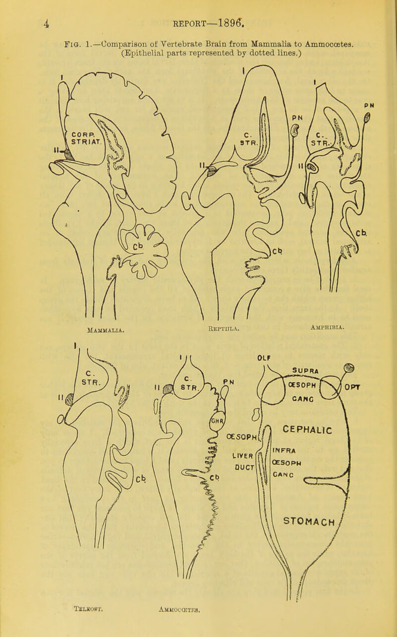 FiG. 1.—Comparison of Vertebrate Brain from Mammalia to Ammocoetes. (Epithelial parts represented by dotted lines.) TuuKwr, Aioiooama.