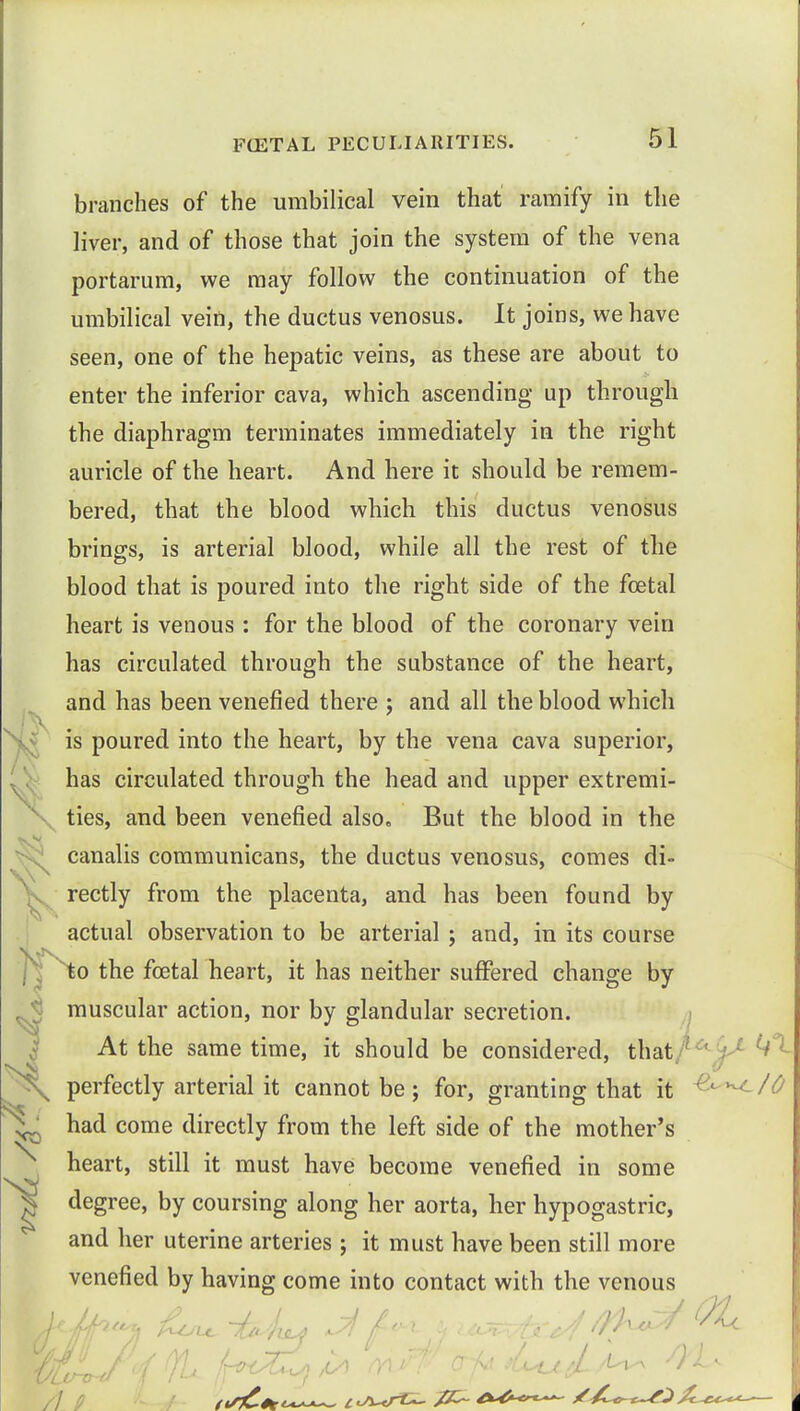 branches of the umbilical vein that ramify in the liver, and of those that join the system of the vena portarum, we may follow the continuation of the umbilical vein, the ductus venosus. It joins, we have seen, one of the hepatic veins, as these are about to enter the inferior cava, which ascending up through the diaphragm terminates immediately in the right auricle of the heart. And here it should be remem- bered, that the blood which this ductus venosus brings, is arterial blood, while all the rest of the blood that is poured into the right side of the foetal heart is venous : for the blood of the coronary vein has circulated through the substance of the heart, and has been venefled there ; and all the blood which is poured into the heart, by the vena cava superior, has circulated through the head and upper extremi- \ ties, and been venefied also. But the blood in the canalis communicans, the ductus venosus, comes di- rectly from the placenta, and has been found by actual observation to be arterial j and, in its course to the foetal heart, it has neither suffered change by muscular action, nor by glandular secretion. At the same time, it should be considered, that perfectly arterial it cannot be; for, granting that it &^*-/C \ had come directly from the left side of the mother's ^ heart, still it must have become venefied in some ^ degree, by coursing along her aorta, her hypogastric, and her uterine arteries ; it must have been still more venefied by having come into contact with the venous yj j /'y M /I P ./•