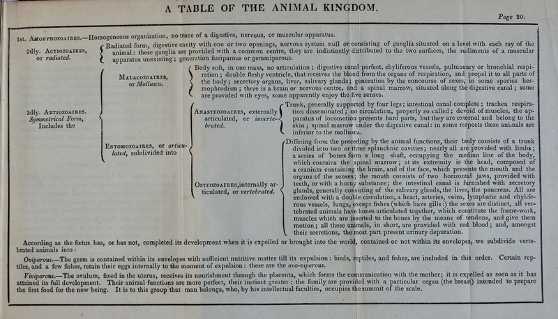 A TABLE OF THE ANIMAL KINGDOM. Fage 20. no trace of a digestive, nervous, or muscular apparatus. 1st. AiioRPHOZOAiBES.—Homogeneous organization, Radiated form digestive cavity with one or two openings, nervous system null or consisting of ganglia situated on a level with each ray of the these ganglia are provided with a common centre, they are indistinctly distributed to the two surfaces, the rudiments of a muscular generation fissiparous or gemmiparous. ( Body soft, in one mass, no articulation ; digestive canal perfect, chyliferous vessels, pulmonary or bronchial respi- 2dly. AcTiozoAiRES, or radiated. { animal ; apparatus unexisting ; 3dly. Artiozoaires. Symmetrical Form, Includes the Malacozoaires, or Mollusca. \ ration ; double fleshy ventricle, that receives the blood from the organs of respiration, and propel it to all parts of the body ; secretory organs, liver, salivary glands ; generation by the concourse of sexes, in some species her- some < Entomozoaires, or articu- lated, subdivided into Anasteozoaires, externally I articulated, or inverte- brated. OsTEOZOAiRES,internally ar- ticulated, or vertebrated. mophrodism ; there is a brain or nervous centre, and a spinal marrow, situated along the digestive canal are provided with eyes, some apparently enjoy the five senses. y'Trunk, generally supported by four legs; intestinal canal complete ; trachea respira- tion disseminated; no circulation, properly so called; devoid of muscles, the ap- paratus of locomotion presents hard parts, but they are external and belong to the skin ; spinal marrow under the digestive canal: in some respects these animals are inferior to the mollusca. /Differing from the preceding by the animal functions, their body consists of a trunk / divided into two or three splanchnic cavities ; nearly all are provided with limbs ; ^ a series of bones form a long shaft, occupying the median line of the body, which contains the spinal marrow ; at its extremity is the head, composed of a cranium containing the brain, and of the face, which presents the mouth and the organs of the senses; the mouth consists of two horizontal jaws, provided with teeth, or with a horny substance ; the intestinal canal is furnished with secretory tn.uiaiv,vA V/. n-./- \ glands, generally consisting of the salivary glands, the liver, the pancreas. All are * « endowed with a double circulation, a heart, arteries, veins, lymphatic and chylife- rous vessels, lungs, except fishes (which have gills :) the sexes are distinct, all ver- tebrated animals have bones articulated together, which constitute the frame-work, muscles which are inserted to the bones by the means of tendons, and give them motion ; all these animals, in short, are provided with red blood ; and, amongst their secretions, the most part present urinary depuration. According as the fœtus has, or has not, completed its development when it is expelled or brought into the world, contained or not within its envelopes, we subdivide verte- brated animals into : Oviparous.—The germ is contained within its envelopes with sufficient nutritive matter till its expulsion : birds, reptiles, and fishes, are included in this order. Certain rep- tiles, and a few fishes, retain their eggs internally to the moment of expulsion : these are the ovo-viparous. Viviparous.—The ovulum, fixed in the uterus, receives its nourishment through the placenta, which forms the communication with the mother; it is expelled as soon as it has attained its full development. Their animal functions are more perfect, their instinct greater : the family are provided with a particular organ (the breast) intended to prepare the first food for the new being. It is to this group that man belongs, who, by his intellectual faculties, occupies the summit of the scale.