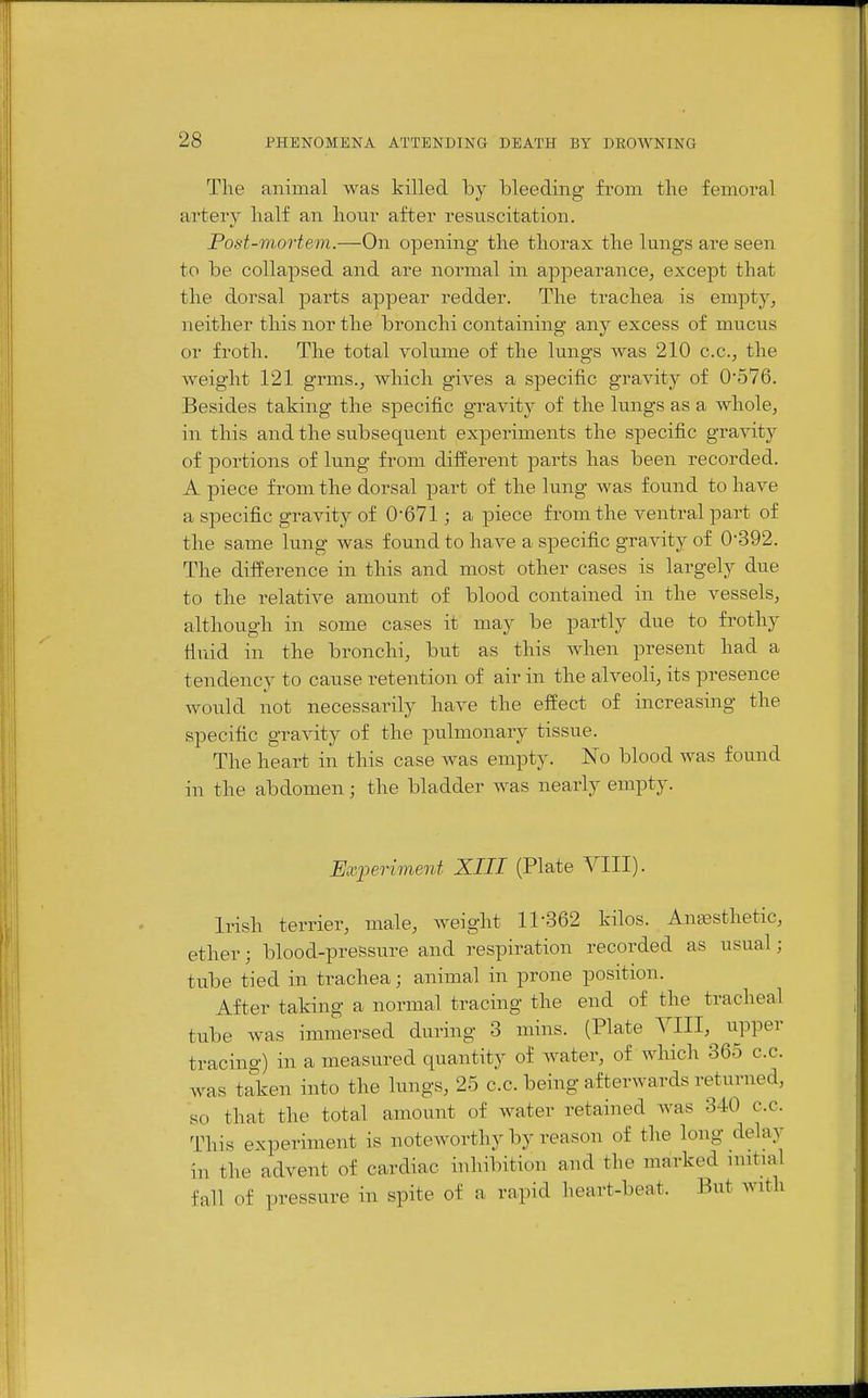 The animal was killed by bleeding from the femoral artery half an hour after resuscitation. Post-mortem.—On opening the thorax the lungs are seen to be collapsed and are normal in appearance, except that the dorsal parts appear redder. The trachea is empty, neither this nor the bronchi containing any excess of mucus or froth. The total volume of the lungs was 210 c.c, the weight 121 grms., which gives a specific gravity of 0'576. Besides taking the specific gravity of the lungs as a whole, in this and the subsequent experiments the specific gravity of portions of lung from different parts has been recorded. A piece from the dorsal part of the lung was found to have a specific gravity of 0-671; a piece from the ventral part of the same lung was found to have a specific gravity of 0-392. The difference in this and most other cases is largely due to the relative amount of blood contained in the vessels, although in some cases it may be partly due to frothy fiuid in the bronchi, but as this when present had a tendency to cause retention of air in the alveoli, its presence would not necessarily have the effect of increasing the specific gravity of the pulmonary tissue. The heart in this case was empty. No blood was found in the abdomen; the bladder was nearly empty. Experiment XIII (Plate VIII). Irish terrier, male, weight 11-362 kilos. Anesthetic, ether; blood-pressure and respiration recorded as usual; tube tied in trachea; animal in prone position. After taking a normal tracing the end of the tracheal tube was immersed during 3 mins. (Plate VIII, upper tracing) in a measured quantity of Avater, of which 365 c.c. was taken into the lungs, 25 c.c. being afterwards returned, so that the total amount of water retained was 340 c.c. This experiment is noteworthy by reason of the long delay in the advent of cardiac inhibition and the marked nntial fall of pressure in spite of a rapid heart-beat. But with