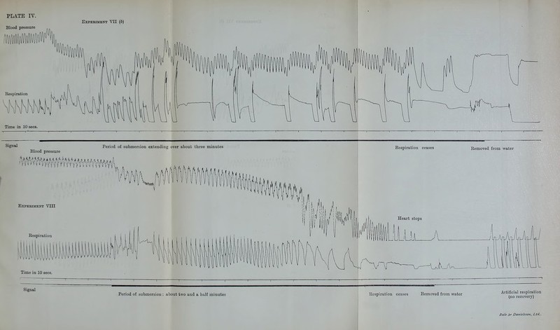 Blood pressure EXPEBIMENT VII (6) Time in 10 sees. Blood pressure Period of submersion extending over about three minutes ExPEEumxT Vill Time in 10 sees. Signal Kespiration ceases Heart stops Removed from water Period of submersion : about two and a half minutes Uospiration ceases Removed from water Artificial respiration (no recovery)