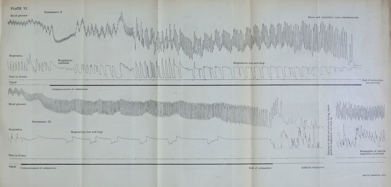 Blood pressure EXPJBBIMEMT X Heart rind respiration cease simultaaeously Bespiration Time in 10 sees. Signal CommeBcement of submersion ' End of submersion (no recovery)