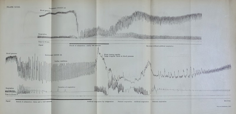 Signal Period of sabmersion: three and a half minutes Artificial respiration by compression Natural respiration ■ Artificial respiration Natural respiration Jiecovery