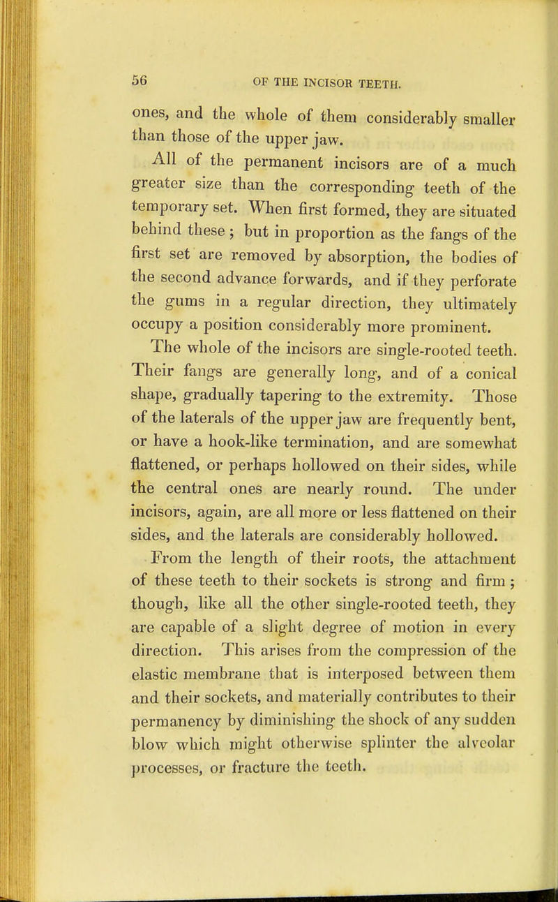 ones, and the whole of them considerably smaller than those of the upper jaw. All of the permanent incisors are of a much greater size than the corresponding teeth of the temporary set. When first formed, they are situated behind these ; but in proportion as the fangs of the first set are removed by absorption, the bodies of the second advance forwards, and if they perforate the gums in a regular direction, they ultimately occupy a position considerably more prominent. The whole of the incisors are single-rooted teeth. Their fangs are generally long, and of a conical shape, gradually tapering to the extremity. Those of the laterals of the upper jaw are frequently bent, or have a hook-like termination, and are somewhat flattened, or perhaps hollowed on their sides, while the central ones are nearly round. The under incisors, again, are all more or less flattened on their sides, and the laterals are considerably hollowed. From the length of their roots, the attachment of these teeth to their sockets is strong and firm ; though, like all the other single-rooted teeth, they are capable of a slight degree of motion in every direction. This arises from the compression of the elastic membrane that is interposed between them and their sockets, and materially contributes to their permanency by diminishing the shock of any sudden blow which might otherwise splinter the alveolar processes, or fracture the teeth.