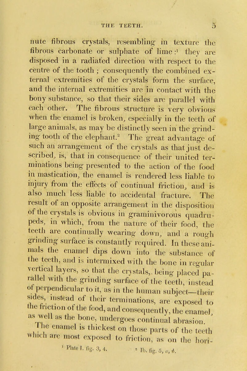 Hute fibrous crystals, resembling m texture the fib rous carbonate or sulphate of lime :^ they are disposed in a radiated direction with respect to the centre of the tooth ; consequently the combined ex- ternal extremities of the crystals form the surface, and the internal extremities are in contact with the bony substance, so that their sides are parallel with each other. The fibrous structure is very obvious when the enamel is broken, especially in the teeth of large animals, as may be distinctly seen in the grind- ing tooth of the elephant.^ The great advantage of such an arrangement of the crystals as that just de- scribed, is, that in consequence of their united ter- minations being presented to the action of the food in mastication, the enamel is rendered less liable to injury from the effects of continual friction, and is also much less liable to accidental fracture. The result of an opposite arrangement in the disposition of the crystals is obvious in graminivorous quadru- peds, in which, from the nature of their food, the teeth are continually wearing down, and a rough grinding surface is constantly required. In these ani- mals the enamel dips down into the substance of the teeth, and is intermixed with the bone in regular vertical layers, so that the crystals,, being placed pa- rallel with the grinding surface of the teeth, instead of perpendicular to it, as in the human subject—their sides, instead of their terminations, are exposed to the friction of the food, and consequently, the enamel as well as the bone, undergoes continual abrasion ' I he enamel is thickest on those parts of the teeth which are most exposed to friction, as on the hori- ' P'ate l.fig.3,4. . lb. fig. 5,... ,5.