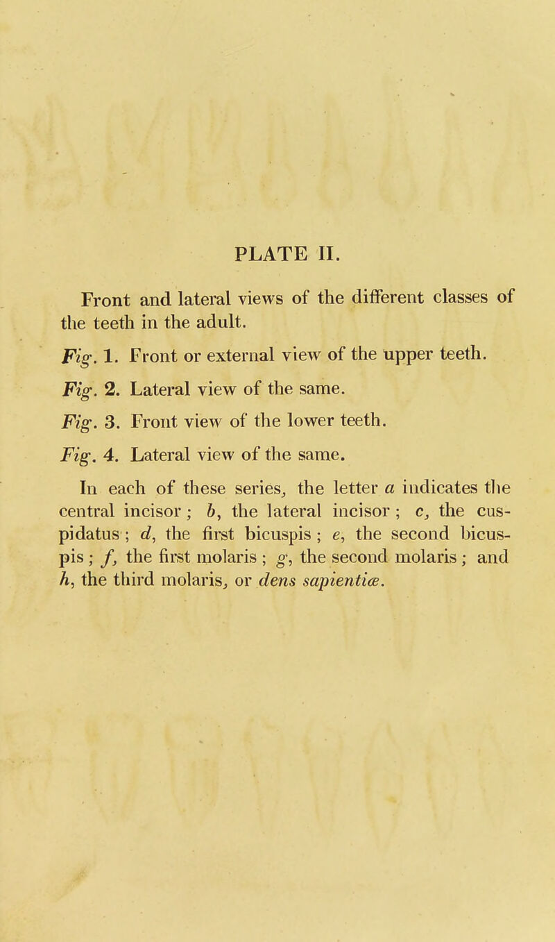 Front and lateral views of the different classes of the teeth in the adult. Fig. 1. Front or external view of the upper teeth. Fig, 2. Lateral view of the same. Fig. 3. Front view of the lower teeth. Fig. 4. Lateral view of the same. In each of these series^ the letter a indicates tlie central incisor; 6, the lateral incisor ; c, the cus- pidatus ; d, the first bicuspis ; e, the second bicus- pis ; /, the first raolaris ; g, the second molaris ; and h, the third molariSj or dens sapientice.