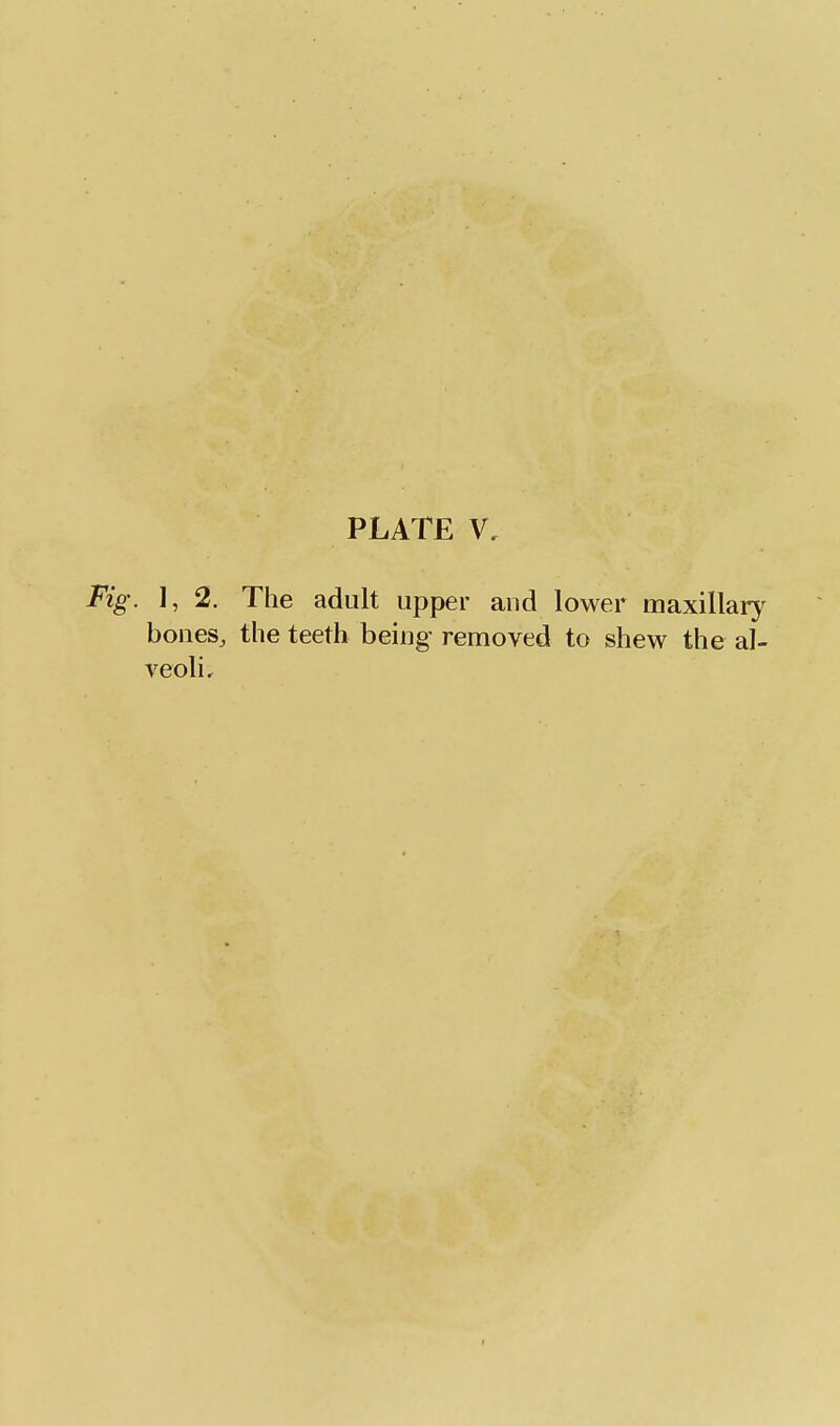 Fig. 1, 2. The adult upper and lower maxillary bones, the teeth being removed to shew the al- veoli.