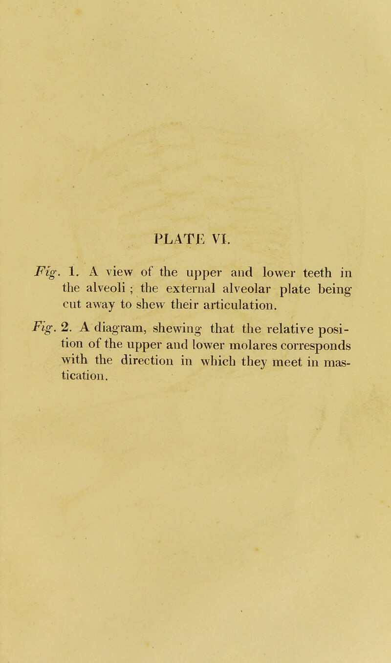 Fig. 1. A view of the upper and lower teeth in the alveoli; the external alveolar plate being cut away to shew their articulation. Fig. 2. A diagram, shewing that the relative posi- tion of the upper and lower molares corresponds with the direction in which they meet in mas- tication.