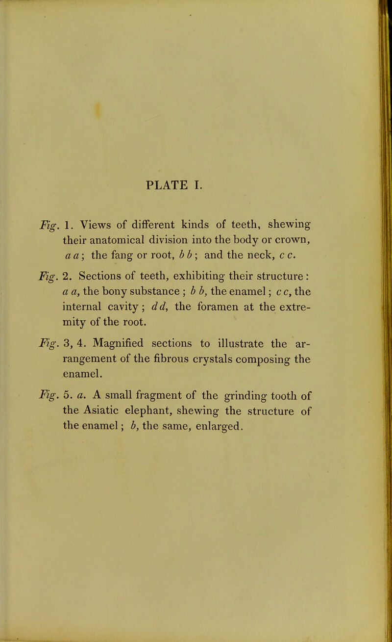 Fig. 1. Views of different kinds of teeth, shewing their anatomical division into the body or crown, a a; the fang or root, b b; and the neck, c c. Fig. 2. Sections of teeth, exhibiting their structure : a a, the bony substance ; b b, the enamel; c c, the internal cavity; dd, the foramen at the extre- mity of the root. Fig. 3, 4. Magnified sections to illustrate the ar- rangement of the fibrous crystals composing the enamel. Fig. 5. a. A small fragment of the grinding tooth of the Asiatic elephant, shewing the structure of the enamel; b, the same, enlarged.