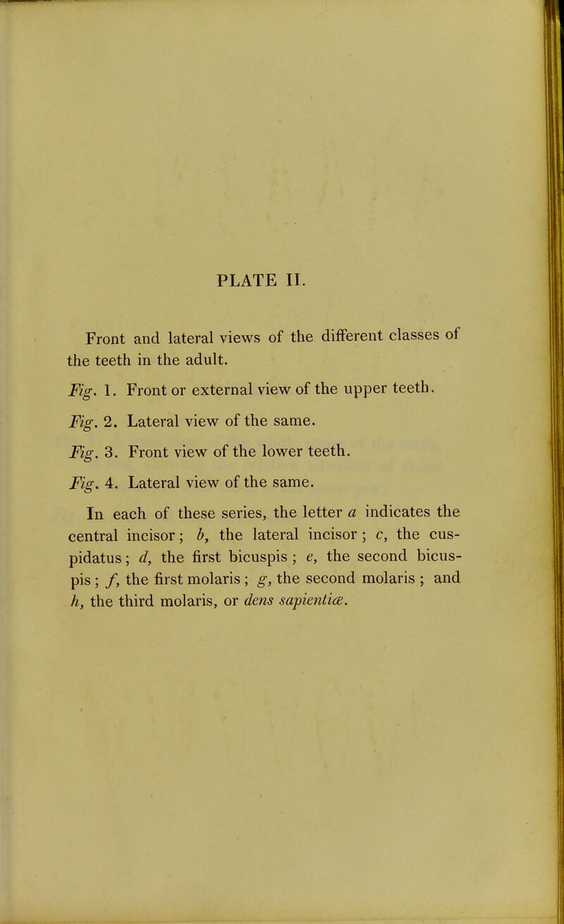 Front and lateral views of the different classes of the teeth in the adult. Fig. 1. Front or external view of the upper teeth. Fig. 2. Lateral view of the same. Fig. 3. Front view of the lower teeth. Fig. 4. Lateral view of the same. In each of these series, the letter a indicates the central incisor; b, the lateral incisor; c, the cus- pidatus; d, the first bicuspis ; e, the second bicus- pis ; /, the first molaris ; g, the second molaris ; and h, the third molaris, or dens sapientice.