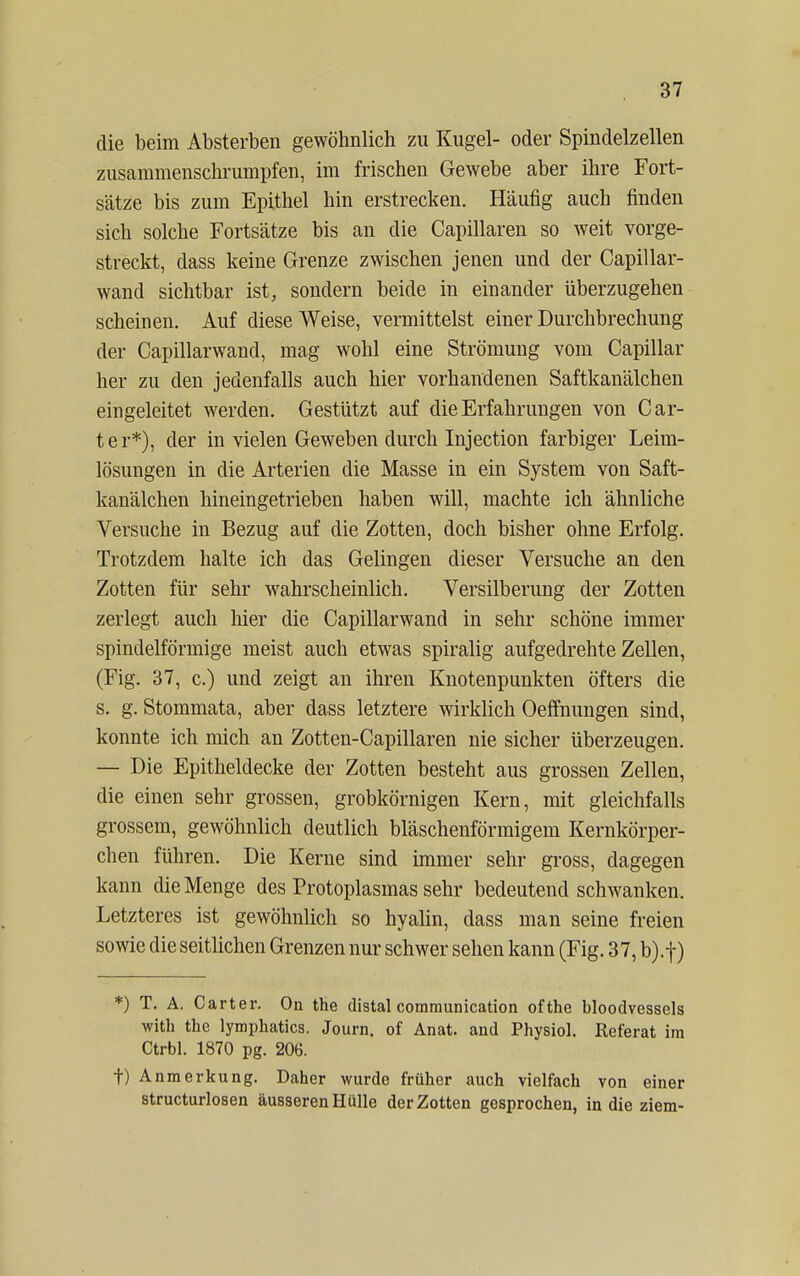 die beim Absterben gewöhnlich zu Kugel- oder Spindelzellen zusammenschrumpfen, im frischen Gewebe aber ihre Fort- sätze bis zum Epithel hin erstrecken. Häufig auch finden sich solche Fortsätze bis an die Capillaren so weit vorge- streckt, dass keine Grenze zwischen jenen und der Capillar- wand sichtbar ist, sondern beide in einander überzugehen scheinen. Auf diese Weise, vermittelst einer Durchbrechung der Capillarwand, mag wohl eine Strömung vom Capillar her zu den jedenfalls auch hier vorhandenen Saftkanälchen eingeleitet werden. Gestützt auf die Erfahrungen von Car- t e r*), der in vielen Geweben durch Injection farbiger Leim- lösungen in die Arterien die Masse in ein System von Saft- kanälchen hineingetrieben haben will, machte ich ähnliche Versuche in Bezug auf die Zotten, doch bisher ohne Erfolg. Trotzdem halte ich das Gelingen dieser Versuche an den Zotten für sehr wahrscheinlich. Versilberung der Zotten zerlegt auch hier die Capillarwand in sehr schöne immer spindelförmige meist auch etwas spiralig aufgedrehte Zellen, (Fig. 37, c.) und zeigt an ihren Knotenpunkten öfters die s. g. Stommata, aber dass letztere wirklich Oeffnungen sind, konnte ich mich an Zotten-Capillaren nie sicher überzeugen. — Die Epitheldecke der Zotten besteht aus grossen Zellen, die einen sehr grossen, grobkörnigen Kern, mit gleichfalls grossem, gewöhnlich deutlich bläschenförmigem Kernkörper- chen führen. Die Kerne sind immer sehr gross, dagegen kann die Menge des Protoplasmas sehr bedeutend schwanken. Letzteres ist gewöhnlich so hyalin, dass man seine freien sowie die seitlichen Grenzen nur schwer sehen kann (Fig. 37, b).f) *) T. A. Carter. On the distal coramunication ofthe bloodvessels with the lymphatics. Journ. of Anat. and Physiol. Referat im Ctrbl. 1870 pg. 206. t) Anmerkung. Daher wurde früher auch vielfach von einer structurlosen äusseren Hülle der Zotten gesprochen, in die ziem-