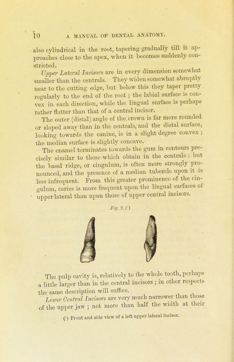 also cylindrical in the root, tapering gradually till it ap- proaches close to the apex, when it becomes suddenly con- stricted. Upinr Lateral Incisors are in every dimension somewhat smaller than the centrals, they widen somewhat abruptly near to the cutting edge, but below this they taper pretty regularly to the end of the root; the labial surface is con- vel in each direction, while the lingual surface is perhaps rather flatter than that of a central incisor. The outer (distal) angle of the. crown is far more rounded or sloped away than in the centrals, and the distal surface, looking towards the canine, is in a slight degree convex ; the median surface is slightly concave. The enamel terminates towards the gum in contours pre- cisely similar to those which obtain in the centrals : but the basal ridge, or cingulum, is often more strongly pro- nounced, and the presence of a median tubercle upon it_ is less infrequent. From this greater prominence of the cin- gulum, caries is more frequent upon the lingual surfaces of upper lateral than upon those of upper central incisors. Fig. 2. (') The pulp cavity is, relatively to the whole tooth, perhaps a little larger than in the central incisors ; in other respects the same description will suffice. Lower Central Incisors are very much narrower than those of the upper jaw ; not more than half the mdth at their