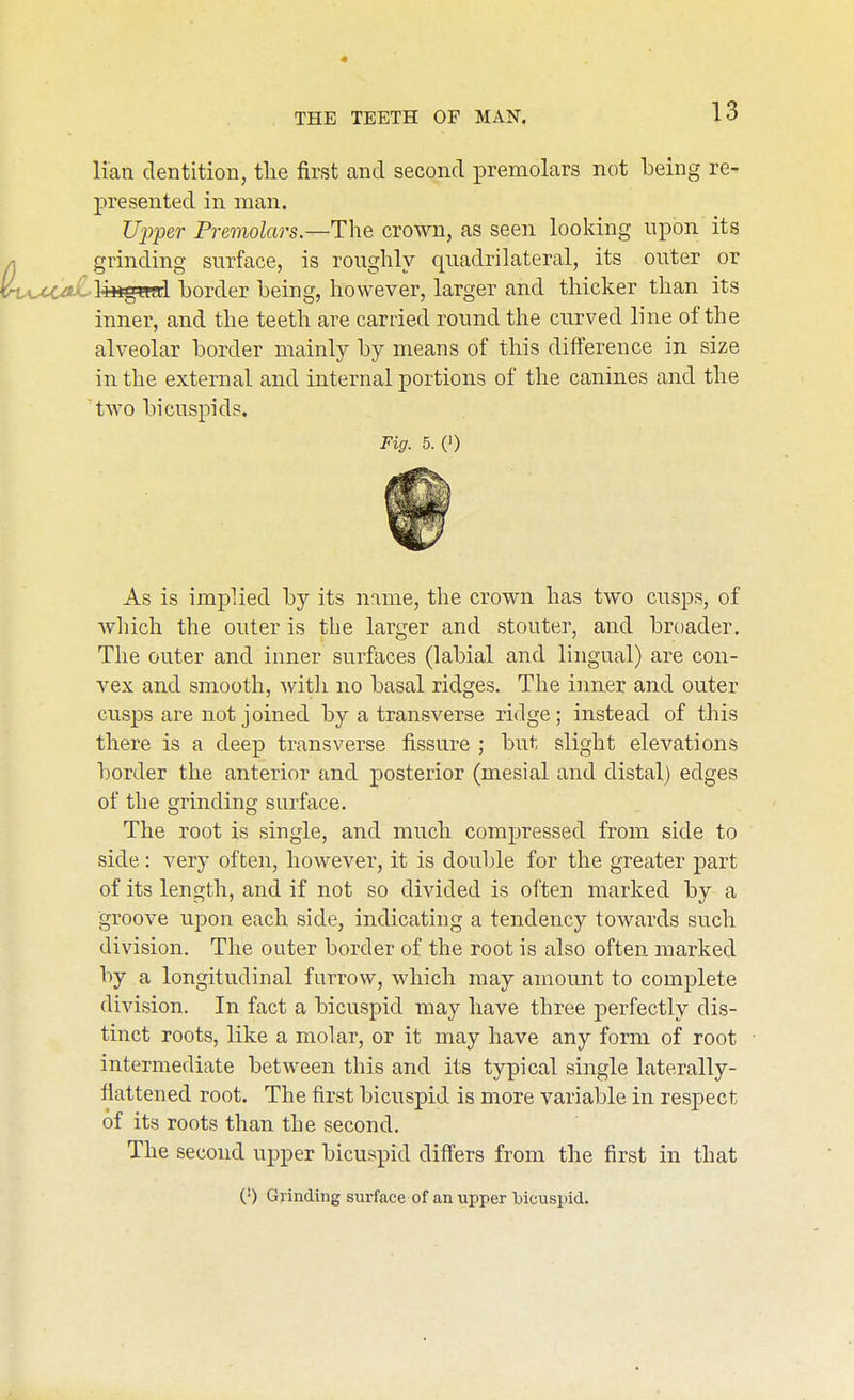 lian dentition, tlie first and second premolars not being re- presented in man. XJ^j'per Premolars.—The crown, as seen looking upon its grinding surface, is roughly quadrilateral, its outer or c-4C^<jCl4««a?rl border being, however, larger and thicker than its inner, and the teeth are carried round the curved line of the alveolar border mainly by means of this difference in size in the external and internal portions of the canines and the two bicuspids. Fig. 5. (') As is implied by its name, the crown has two cusps, of which the outer is the larger and stouter, and broader. The outer and inner surfaces (labial and lingual) are con- vex and smooth, witli no basal ridges. The inner and outer cusps are not joined by a transverse ridge; instead of this there is a deep transverse fissure ; but slight elevations border the anterior and posterior (mesial and distal) edges of the grinding surface. The root is single, and much compressed from side to side: very often, however, it is double for the greater part of its length, and if not so divided is often marked by a groove upon each side, indicating a tendency towards such division. The outer border of the root is also often marked by a longitudinal furrow, which may amount to complete division. In fact a bicuspid may have three perfectly dis- tinct roots, like a molar, or it may have any form of root intermediate between this and its typical single laterally- flattened root. The first bicuspid is more variable in respect of its roots than the second. The second upper bicuspid differs from the first in that (0 Grinding surface of an upper 'bicuspid.