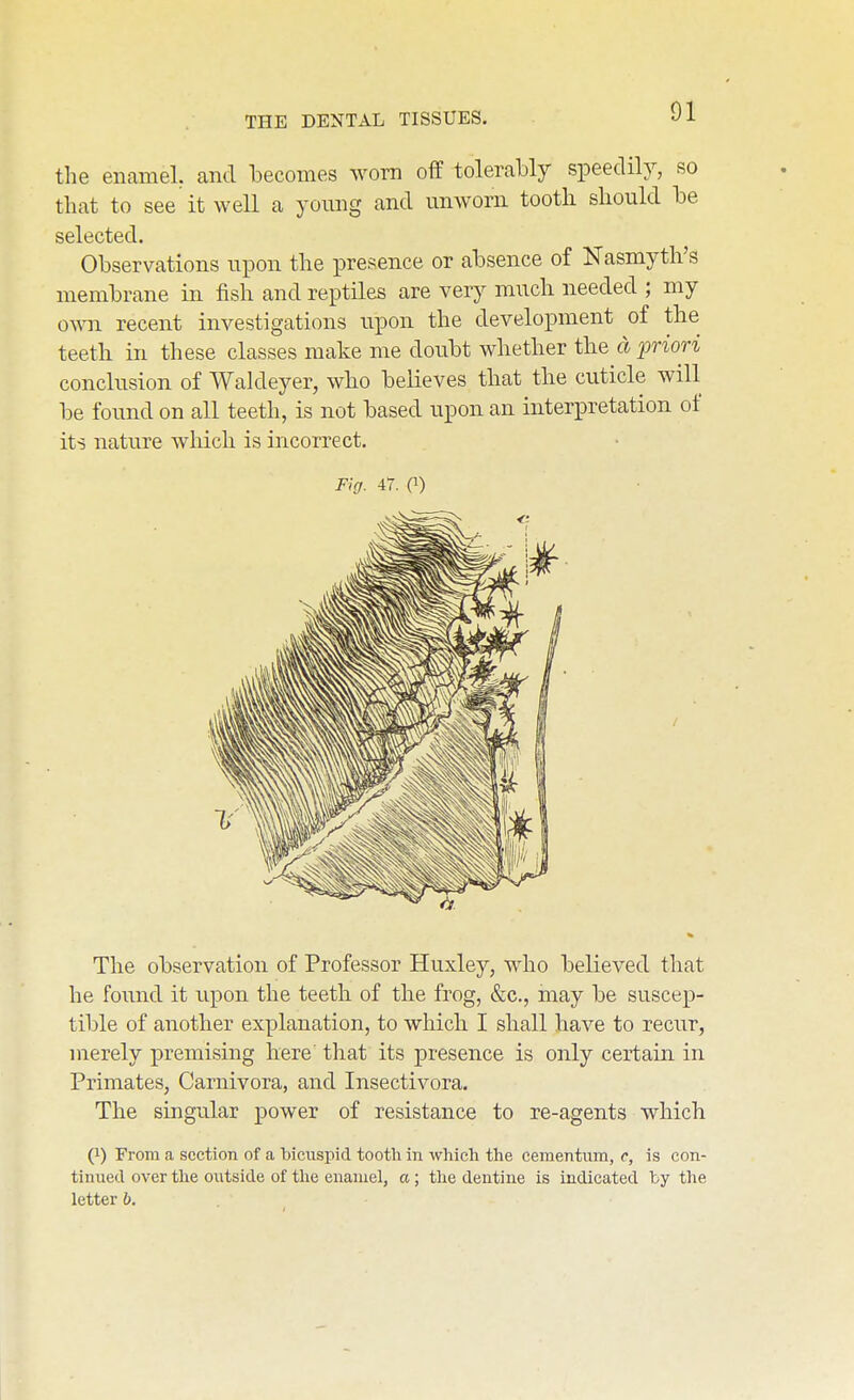 the enamel, and becomes worn off tolerably speedily, so that to see it well a young and unworn tooth should be selected. Observations upon the presence or absence of Nasmyth's membrane in fish and reptiles are very much needed ; my own recent investigations upon the development of the teeth in these classes make me doubt whether the a jmori conclusion of Waldeyer, who believes that the cuticle will be found on all teeth, is not based upon an interpretation of its nature wliicli is incorrect. The observation of Professor Huxley, who believed that he foimd it upon the teeth of the frog, &c., may be suscep- tible of another explanation, to which I shall have to recur, merely premising here that its presence is only certain in Primates, Carnivora, and Insectivora. The singular power of resistance to re-agents which (1) From a section of a bicuspid tooth in which the cementum, c, is con- tinued over the outside of the enamel, a; the dentine is indicated by the letter b. Fig. 47. (1)