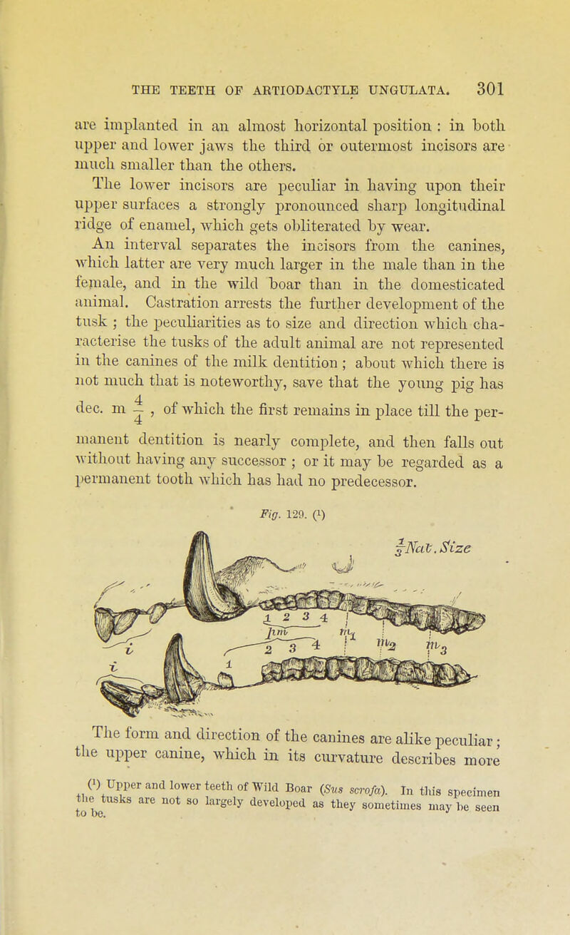 are implanted in an almost horizontal position : in both upper and lower jaws the third or outermost incisors are much smaller than the others. The lower incisors are peculiar in having upon their upper surfaces a strongly pronounced sharp longitudinal ridge of enamel, which gets obliterated by wear. An interval separates the incisors from the canines, which latter are very much larger in the male than in the female, and in the wild boar than in the domesticated animal. Castration arrests the further development of the tusk ; the peculiarities as to size and direction which cha- racterise the tusks of the adult animal are not represented in the canines of the milk dentition ; about which there is not much that is noteworthy, save that the young pig has dec. ml, of which the first remains in place till the per- manent dentition is nearly complete, and then falls out without having any successor ; or it may be regarded as a permanent tooth which has had no predecessor. Fig. 129. (1) The form and direction of the canines are aHke peculiar; the upper canine, which in its curvature describes more O Upper and lower teeth of Wild Boar (Svs scrofa). In this specimen to be ^^ ^ developed as they sometimes may be seen