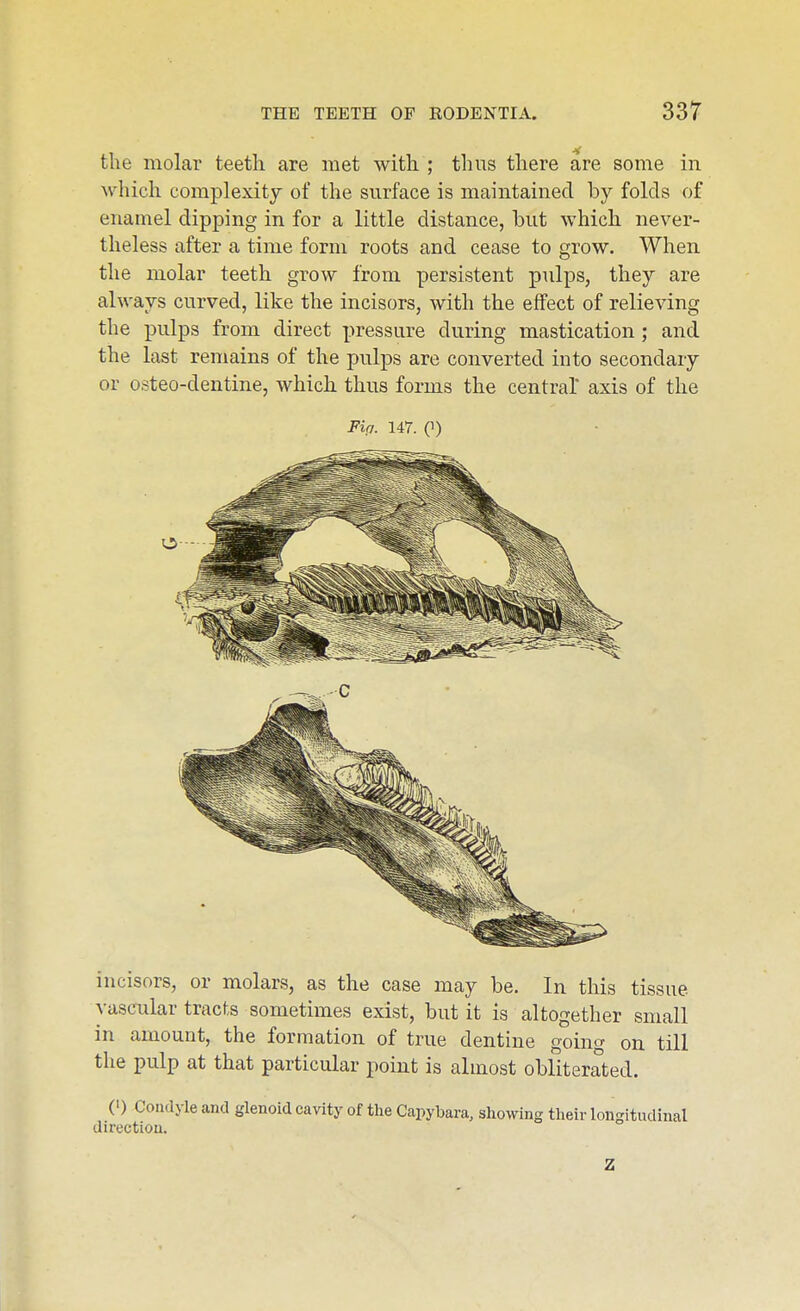 the molar teetli are met with ; thus there are some in which complexity of the surface is maintained by folds of enamel dipping in for a little distance, but which never- theless after a time form roots and cease to grow. When the molar teeth grow from persistent pulps, they are always curved, like the incisors, with the effect of relieving the pulps from direct pressure during mastication; and the last remains of the pulps are converted into secondary or osteo-dentine, which thus forms the central' axis of the Fifi. 147. (1) incisors, or molars, as the case may be. In this tissue vascular tracts sometimes exist, but it is altogether small in amount, the formation of true dentine going on till the pulp at that particular point is almost obliterated. (') Condyle and glenoid cavity of the Capybara, showing their longitudinal direction. Z