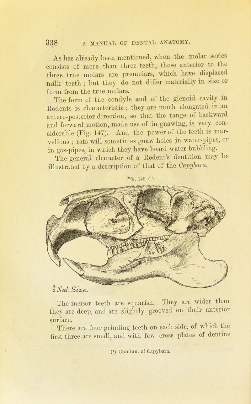 As has already been mentioned, when the molar series consists of more than three teeth, those anterior to the three true molars are premolars, which have displaced milk teeth ; hut they do not differ materially in size or form from the true molars. The form of the condyle and of the glenoid cavity in Eodents is characteristic ; they are much elongated in an antero-posterior direction, so that the range of backward and forward motion, made use of in gnawing, is very con- siderable (Fig. 147). And the power of the teeth is mar- vellous ; rats will sometimes gnaw holes in water-pipes, or in gas-iDipes, in which they have heard water bubbling. The general character of a Rodent's dentition may be illustrated by a description of that of the Capybam. Fiq. 148. ni The incisor teeth are squarish. They are wider than they are deep, and are slightly grooved on their anterior surface. There are four grinding teeth on each side, of which the first three are small, and with few cross plates of dentine (1) Cranium of Capybara.