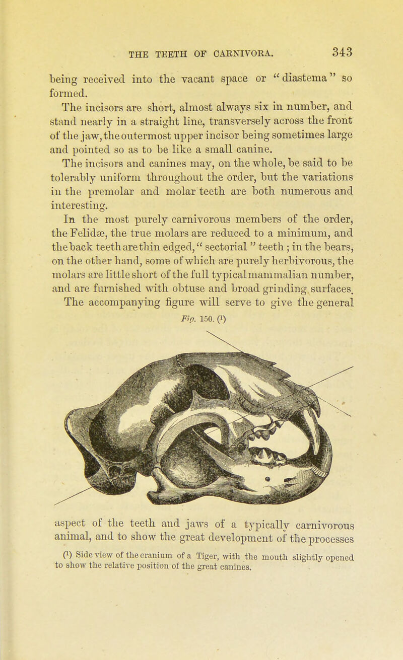 being received into the vacant space or diastema so formed. The incisors are short, almost always six in number, and stand nearly in a straight line, transversely across the front of the jaw, the outermost upper incisor being sometimes large and pointed so as to be like a small canine. The incisors and canines may, on the whole, be said to be tolerably uniform throughout the order, but the variations in the premolar and molar teeth are both numerous and interesting. In the most purely carnivorous members of the order, the Felidse, the true molars are reduced to a minimum, and theback teetharethin edged, sectorial  teeth; in the bears, on the other hand, some of which are purely herbivorous, the molars are little short of the full typical mammalian number, and are furnished with obtuse and broad grinding surfaces The accompanying figure will serve to give the general Fip. 150. (1) aspect of the teeth and jaws of a typically carnivorous animal, and to show the great development of tbe processes Q) Side view of the cranium of a Tiger, with the mouth sliglitly opened to show the relative position of the great canines.