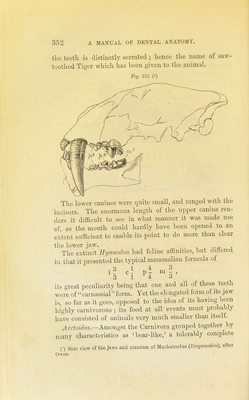 the teeth is distmctly serrated ; hence the name of saw- toothed Tiger which has been given to the animal. Fig. 155. (1) The lower canines were quite small, and ranged with the incisors. The enormous length of the upper canine ren- ders it difficult to see in what manner it was made use of, as the mouth could hardly have been opened to an extent sufficient to enable its point to do more than clear the lower jaw. n-rv. i The extinct Hijmnodon had feline affinities, but clitterecl in that it presented the typical mammalian formula of i? 3 1 c - 1 4 3 p- m - ^ 4 3 its great peculiarity being that one and all of these teeth ^vere of  carnassial form. Yet the elongated form of its jaw is, so far as it goes, opposed to the idea of its having been highly carnivorous ; its food at all events must probably have consisted of annuals very much smaller than itself. Arctoidea.—AjnongBt the Carnivora grouped together by many characteristics as 'bear-like,' a tolerably complete (') Side new of the jaws and cranium of Machairodus (Drepanodon), after Owoti.