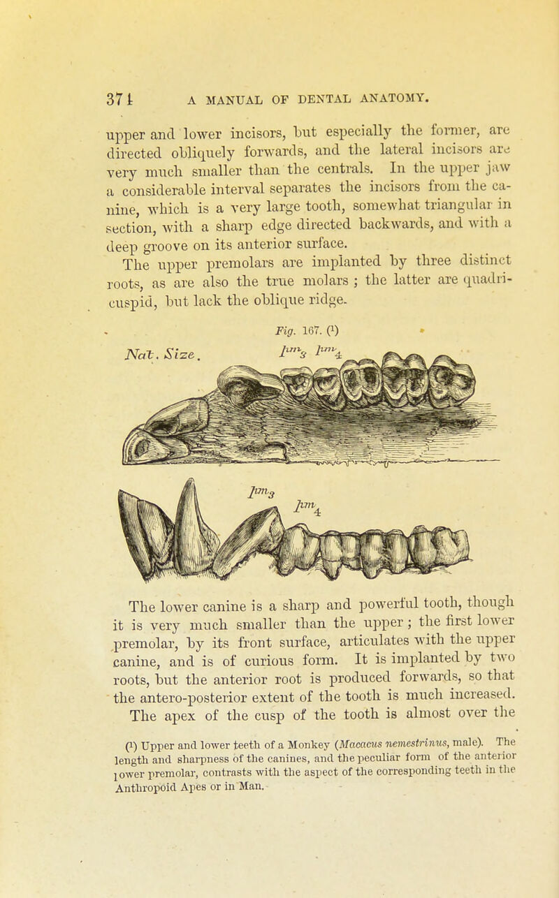 upper and lower incisors, but especially the former, are directed oljliquely forwards, and the lateral incisors are very much smaller than the centrals. In the upper jaw a considerable interval separates the incisors from the ca- nine, which is a very large tooth, somewhat triangular in section, with a sharp edge directed backwards, and with a deep groove on its anterior surface. The upper premolars are implanted by three distinct roots, as are also the true molars ; the latter are quadri- cuspid, but lack the oblique ridge. Fig. 167. (1) Nat. Size. The lower canine is a sharp and powerful tooth, though it is very much smaller than the upper; the first lower premolar, by its front surface, articulates with the upper canine, and is of curious form. It is implanted by two roots, but the anterior root is produced forwards, so that the antero-posterior extent of the tooth is much increased. The apex of the cusp of the tooth is almost over the (1) Upper and lower teeth of a Monkey {Macams ncmcstrums, male). The length and sharpness of the canines, and tlie peculiar form of the anterior jower premolar, contrasts with the aspect of the corresponding teeth in tlie Anthropoid Apes or in Man. -