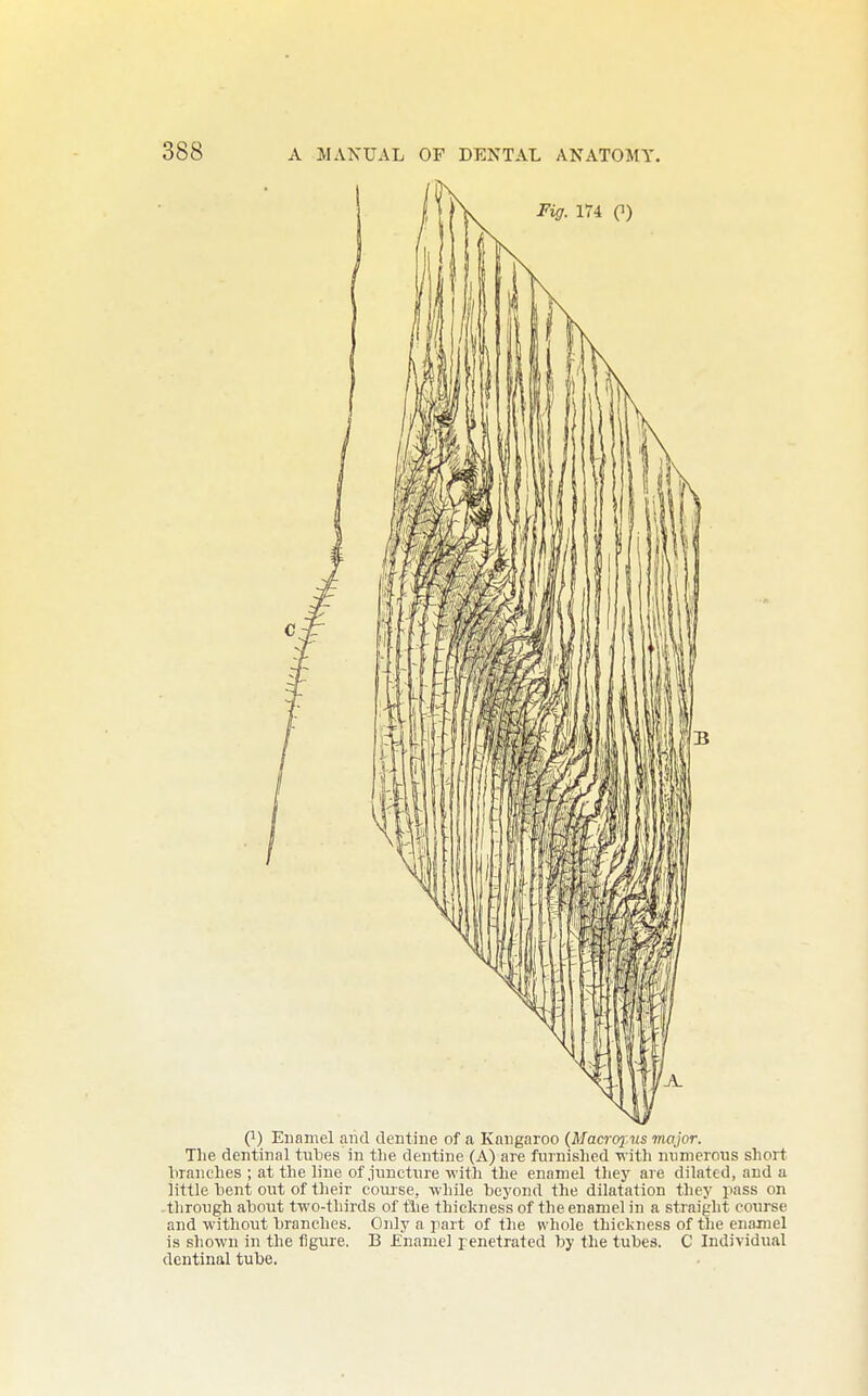 Q) Enamel and dentine of a Kangaroo {Macro2Ais major. The dentinal tubes in the dentine (A) are furnished with numerous short liranches ; at the line of juncture with the enamel they are dilated, and a little bent out of their eo\use, while beyond the dilatation they pass on -through about two-thirds of tlie thickness of the enamel in a straight course and without branches. Only a part of the whole thickness of the enamel is shown in the figure. B Enamel penetrated by the tubes. C Individual dentinal tube.