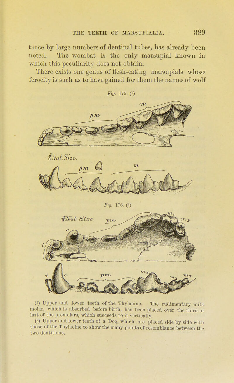 tance by large numbers of dentinal tubes, has already been noted. The wombat is the only marsupial known in Avhicli this peculiarity does not obtain. There exists one genus of flesh-eating marsupials whose ferocity is such as to have gained for them the names of wolf Fig. 175. (1) (1) Upper and lower teeth of the Thylacine. Tlie rudimentary milk molar, which is absorbed before birth, has been placed over the third or last of the premolars, which succeeds to it vertically. Upper and lower teeth of a Dog, which are placed side by side with those of the Thylacine to show the many points of resemblance between the two dentitions.