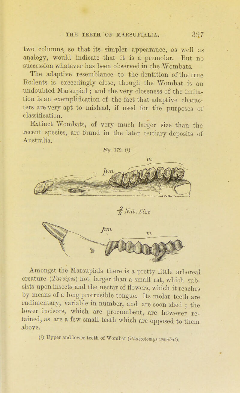 two columns, so that its simpler aj)pearance, as -well as analogy, would indicate that it is a premolar. But no succession whatever has been observed in the Wombats. The adaptive resemblance to the dentition of the true Rodents is exceedingly close, though the Wombat is an vmdoubted Marsupial; and the very closeness of the imita- tion is an exemplification of the fact that adaptive charac- ters are very apt to mislead, if nsed for the purposes of classification. Extinct Wombats, of very much larger size than the recent species, are found in the later tertiary deposits of Australia. Fig. 179. (1) 771 Amongst the Marsupials there is a pretty little arboreal creature (Tarsipes) not larger than a small rat, which sub- sists upon insects and the nectar of flowers, wliich it reaches by means of a long protrusible tongue. Its molar teeth are rudimentary, variable in number, and are soon shed ; the lower incisors, which are procumbent, are however re- tained, as are a few small teeth which are opposed to them above. (') Urper and lower teeth of Wombat {Plmscolomys ivombat).