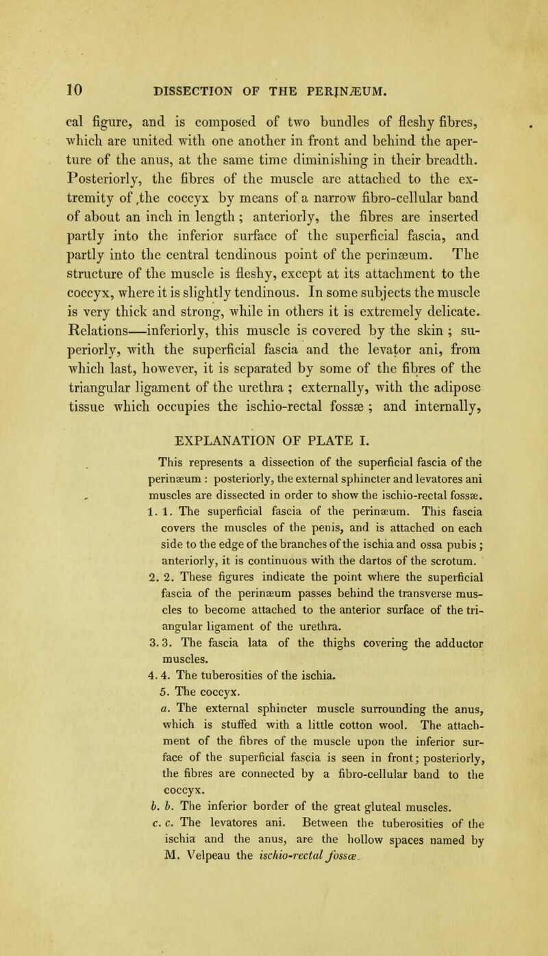 cal figure, and is composed of two bundles of fleshy fibres, which are united with one another in front and behind the aper- ture of the anus, at the same time diminishing in their breadth. Posteriorly, the fibres of the muscle are attached to the ex- tremity of ,the coccyx by means of a narrow fibro-cellular band of about an inch in length; anteriorly, the fibres are inserted partly into the inferior surface of the superficial fascia, and partly into the central tendinous point of the perinseum. The structure of the muscle is fleshy, except at its attachment to the coccyx, where it is slightly tendinous. In some subjects the muscle is very thick and strong, while in others it is extremely delicate. Relations—inferiorly, this muscle is covered by the skin ; su- periorly, with the superficial fascia and the levator ani, from which last, however, it is separated by some of the fibres of the triangular ligament of the urethra ; externally, with the adipose tissue which occupies the ischio-rectal fossae ; and internally, EXPLANATION OF PLATE 1. This represents a dissection of the superficial fascia of the perinEeum : posteriorly, the external sphincter and levatores ani muscles are dissected in order to show the ischio-rectal fossse. 1.1. The superficial fascia of the perinseum. This fascia covers the muscles of the penis, and is attached on each side to the edge of the branches of the ischia and ossa pubis; anteriorly, it is continuous with the dartos of the scrotum. 2. 2. These figures indicate the point where the superficial fascia of the perinseum passes behind the transverse mus- cles to become attached to the anterior surface of the tri- angular ligament of the urethra. 3.3. Tlie fascia lata of the thighs covering the adductor muscles. 4.4. The tuberosities of the ischia. 5. The coccyx. a. The external sphincter muscle surrounding the anus, which is stuffed with a little cotton wool. The attach- ment of the fibres of the muscle upon the inferior sur- face of the superficial fascia is seen in front; posteriorly, the fibres are connected by a fibro-cellular band to the coccyx. h. h. The inferior border of the great gluteal muscles. c. c. The levatores ani. Between the tuberosities of the ischia and the anus, are the hollow spaces named by M. Velpeau the ischio-rectal Jhssce.