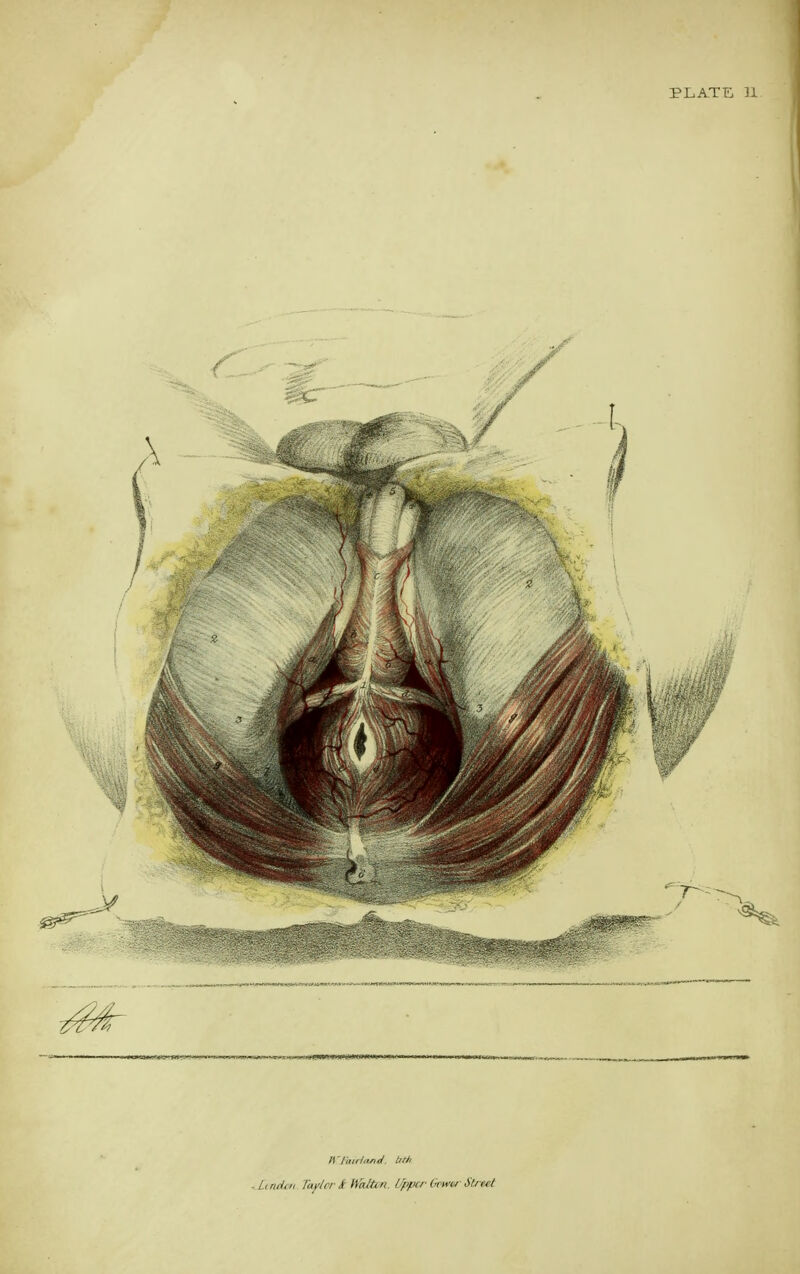 PLATE ]Jl IVlunlnfiJ. Ml -Lniiui Tay/ri- it Ha/ti/l I'^ffirr Im'tf Street