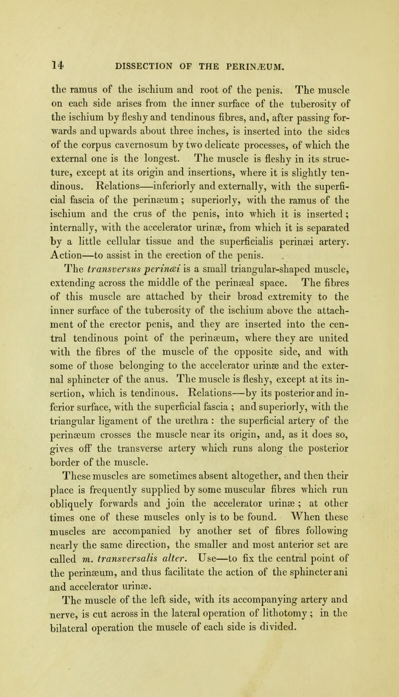 the ramus of the ischium and root of the penis. The muscle on each side arises from the inner surface of the tuberosity of the ischium by fleshy and tendinous fibres, and, after passing for- wards and upwards about three inches, is inserted into the sides of the corpus cavernosum by two delicate processes, of which the external one is the longest. The muscle is fleshy in its struc- ture, except at its origin and insertions, where it is slightly ten- dinous. Relations—inferiorly and externally, with the superfi- cial fascia of the perinajum; superiorly, with the ramus of the ischium and the crus of the penis, into which it is inserted; internally, with the accelerator urinae, from which it is separated by a little cellular tissue and the superficialis perinsei artery. Action—to assist in the erection of the penis. The transversus perincei is a small triangular-shaped muscle, extending across the middle of the perinseal space. The fibres of this muscle are attached by their broad extremity to the inner surface of the tuberosity of the ischium above the attach- ment of the erector penis, and they are inserted into the cen- tral tendinous point of the perineeum, where they are united with the fibres of the muscle of the opposite side, and with some of those belonging to the accelerator urinse and the exter- nal sphincter of the anus. The muscle is fleshy, except at its in- sertion, which is tendinous. Relations—by its posterior and in- ferior surface, with the superficial fascia ; and superiorly, with the triangular ligament of the urethra : the superficial artery of the perinaeum crosses the muscle near its origin, and, as it does so, gives oflp the transverse artery which runs along the posterior border of the muscle. These muscles are sometimes absent altogether, and then their place is frequently supplied by some muscular fibres which run obliquely forwards and join the accelerator urinas; at other times one of these muscles only is to be found. When these muscles are accompanied by another set of fibres following nearly the same direction, the smaller and most anterior set are called m. transversalis alter. Use—to fix the central point of the perinseum, and thus facilitate the action of the sphincter ani and accelerator urinse. The muscle of the left side, with its accompanying artery and nerve, is cut across in the lateral operation of lithotomy ; in the bilateral operation the muscle of each side is divided.