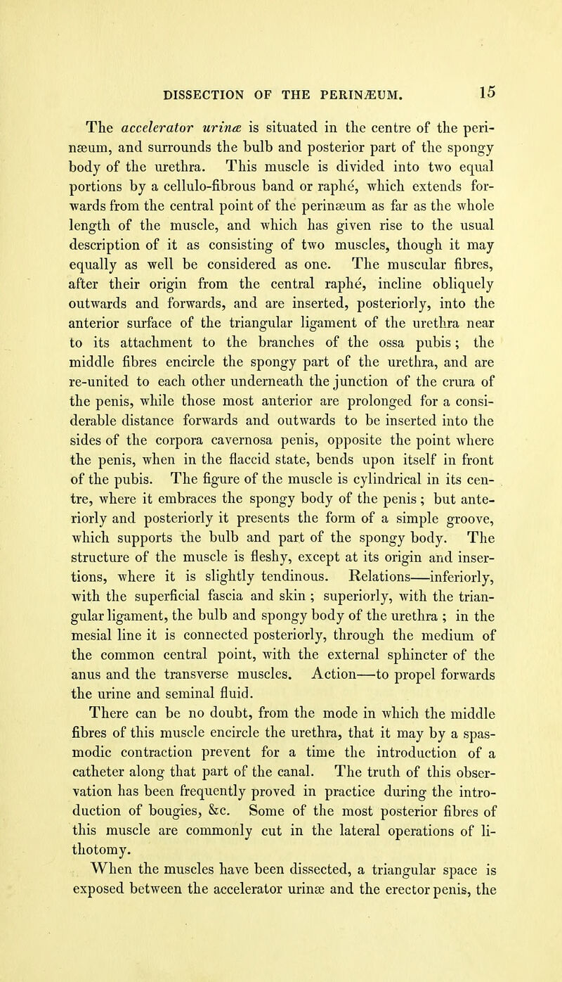The accelerator urinee is situated in the centre of the peri- nseum, and surrounds the bulb and posterior part of the spongy body of the urethra. This muscle is divided into two equal portions by a cellulo-fibrous band or raphe, which extends for- wards from the central point of the perinaeum as far as the whole length of the muscle, and which has given rise to the usual description of it as consisting of two muscles, though it may equally as well be considered as one. The muscular fibres, after their origin from the central raphe, incline obliquely outwards and forwards, and are inserted, posteriorly, into the anterior sui'face of the triangular ligament of the urethra near to its attachment to the branches of the ossa pubis; the middle fibres encircle the spongy part of the urethra, and are re-united to each other underneath the junction of the crura of the penis, while those most anterior are prolonged for a consi- derable distance forwards and outwards to be inserted into the sides of the corpora cavernosa penis, opposite the point where the penis, when in the flaccid state, bends upon itself in front of the pubis. The figure of the muscle is cylindrical in its cen- tre, where it embraces the spongy body of the penis; but ante- riorly and posteriorly it presents the form of a simple groove, which supports the bulb and part of the spongy body. The structure of the muscle is fleshy, except at its origin and inser- tions, where it is slightly tendinous. Relations—inferiorly, with the superficial fascia and skin ; superiorly, with the trian- gular ligament, the bulb and spongy body of the urethra ; in the mesial line it is connected posteriorly, through the medium of the common central point, with the external sphincter of the anus and the transverse muscles. Action—to propel forwards the urine and seminal fluid. There can be no doubt, from the mode in which the middle fibres of this muscle encircle the urethra, that it may by a spas- modic contraction prevent for a time the introduction of a catheter along that part of the canal. The truth of this obser- vation has been frequently proved in practice during the intro- duction of bougies, &c. Some of the most posterior fibres of this muscle are commonly cut in the lateral operations of li- thotomy. When the muscles have been dissected, a triangular space is exposed between the accelerator urinsc and the erector penis, the