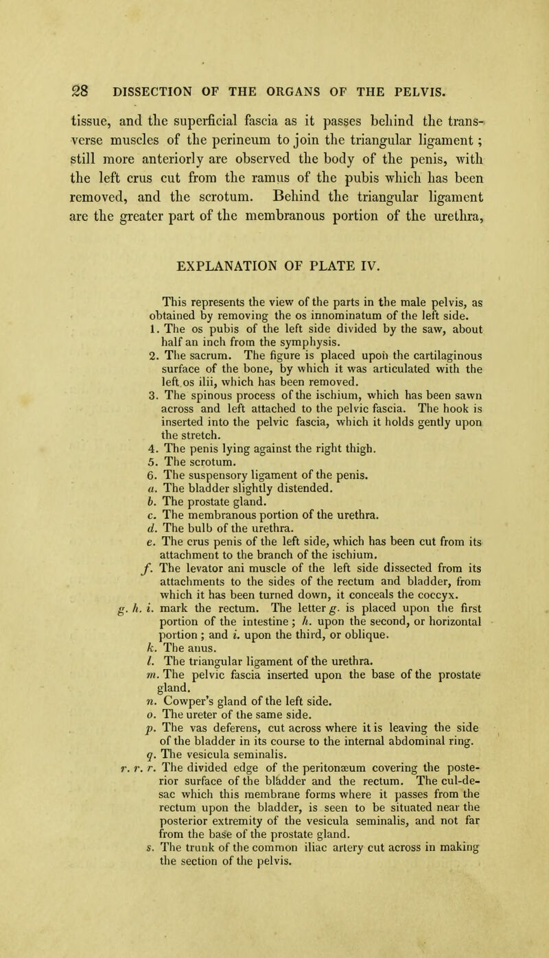 tissue, and tlie superficial fascia as it passes beliind the trans- verse muscles of the perineum to join the triangular ligament; still more anteriorly are observed the body of the penis, with the left crus cut from the ramus of the pubis which has been removed, and the scrotum. Behind the triangular ligament are the greater part of the membranous portion of the urethra, EXPLANATION OF PLATE IV. This represents the view of the parts in the male pelvis, as obtained by removing the os innominatum of the left side. 1. The OS pubis of the left side divided by the saw, about half an inch from the symphysis. 2. Tlie sacrum. The figure is placed upoii the cartilaginous surface of the bone, by which it was articulated with the left OS ilii, which has been removed. 3. The spinous process of the ischium, which has been sawn across and left attached to the pelvic fascia. The hook is inserted into the pelvic fascia, which it holds gently upon the stretch. 4. The penis lying against the right thigh. 5. The scrotum. 6. The suspensory ligament of the penis. a. The bladder slightly distended. b. The prostate gland. c. The membranous portion of the urethra. d. The bulb of the urethra. e. The crus penis of the left side, which has been cut from its attachment to the branch of the ischium. y. The levator ani muscle of the left side dissected from its attachments to the sides of the rectum and bladder, from which it has been turned down, it conceals the coccyx. g. h. i. mark the rectum. The letter g. is placed upon the first portion of the intestine ; It. upon the second, or horizontal portion ; and i. upon the third, or oblique. k. The anus. /. The triangular ligament of the urethra, m. The pelvic fascia inserted upon the base of the prostate gland. n. Cowper's gland of the left side. 0. The ureter of the same side. p. The vas deferens, cut across where it is leaving the side of the bladder in its course to the internal abdominal ring. q. Tlie vesicula seminalis. r. r. r. The divided edge of the peritonaeum covering the poste- rior surface of the bl&.dder and the rectum. The cul-de- sac which this membrane forms where it passes from the rectum upon the bladder, is seen to be situated near the posterior extremity of the vesicula seminalis, and not far from the base of the prostate gland. s. The trunk of the common iliac artery cut across in making the section of the pelvis.